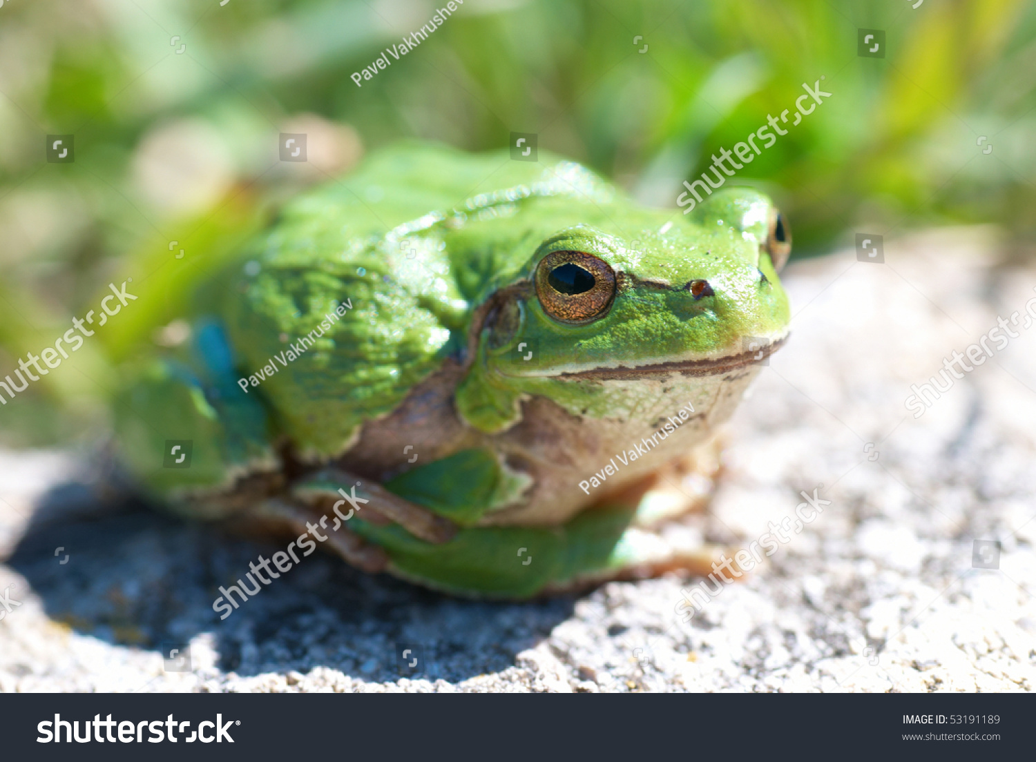 Green frog with grass background #53191189