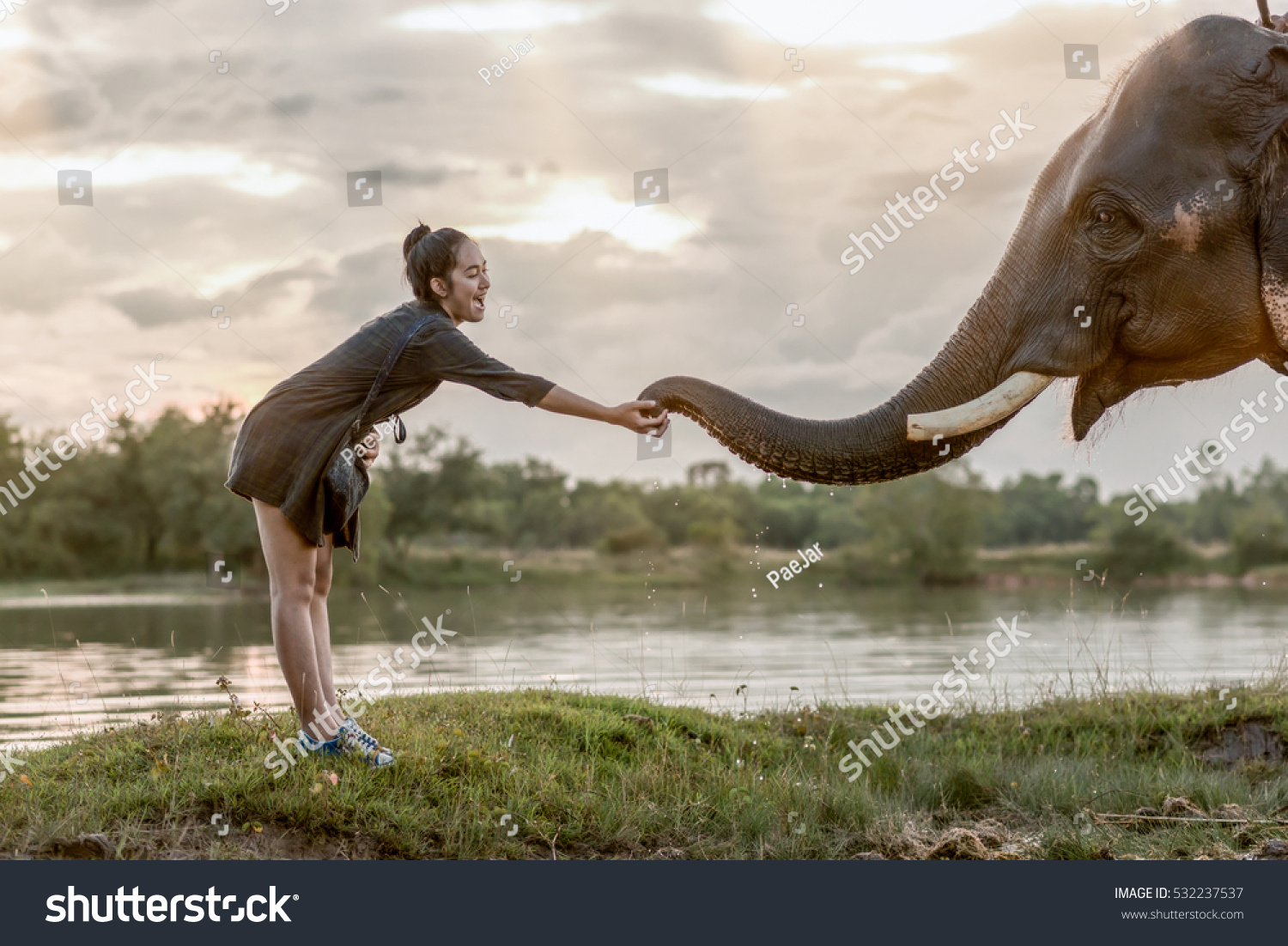 A cure girl softly touching the trunk of the elephant . Showing the lovely moment between human and elephant. #532237537