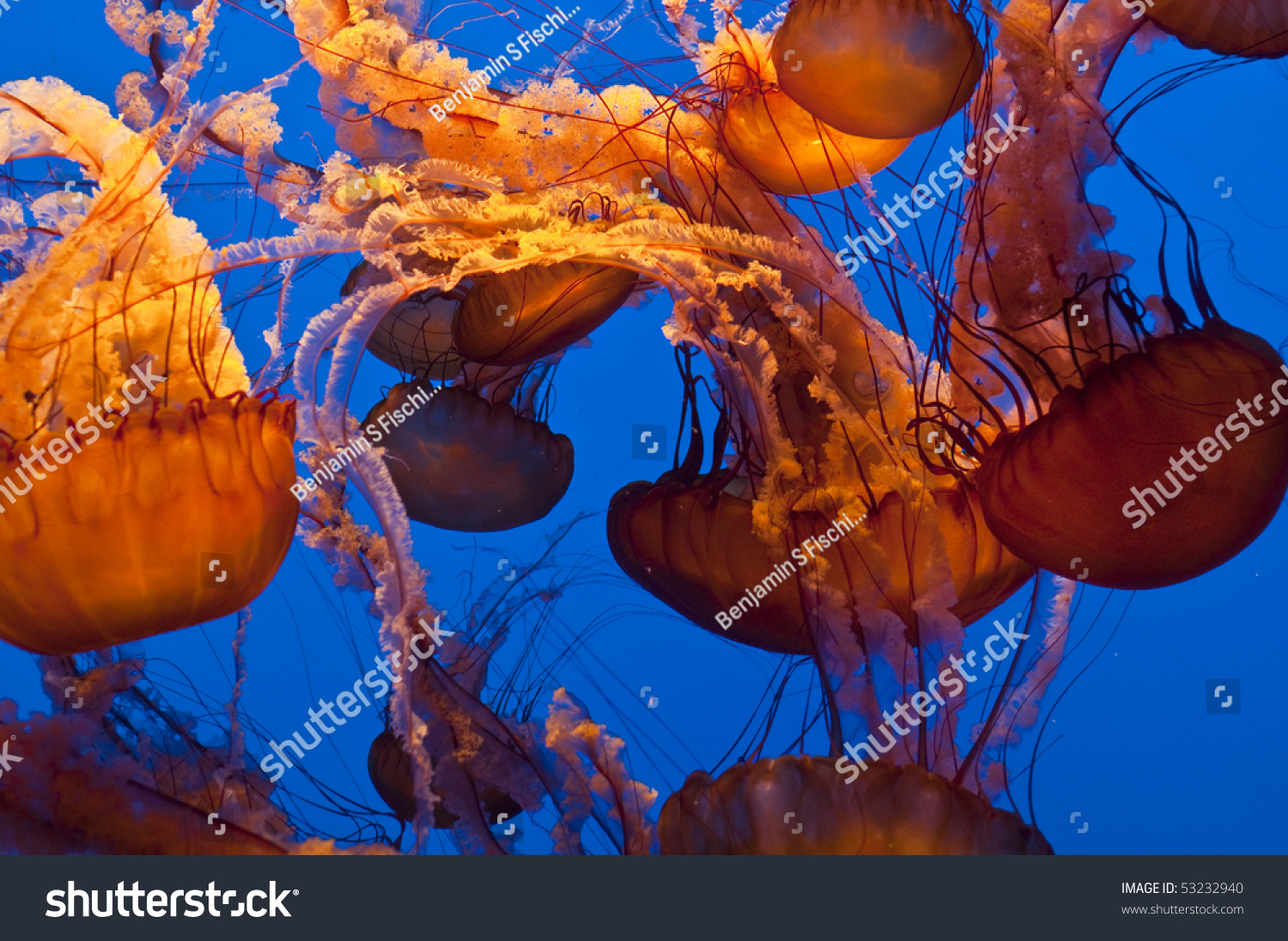 Orange Jellyfish #53232940