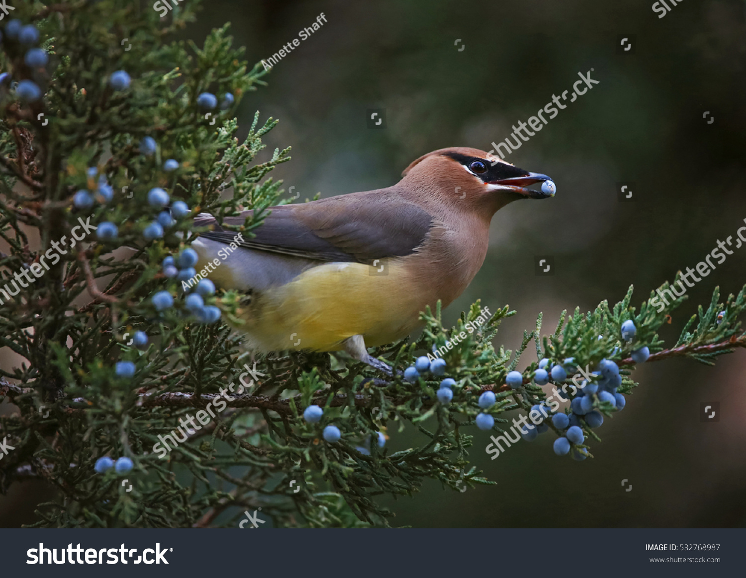 a cedar waxwing eating a blue berry off an evergreen tree in the winter time at twilight  #532768987