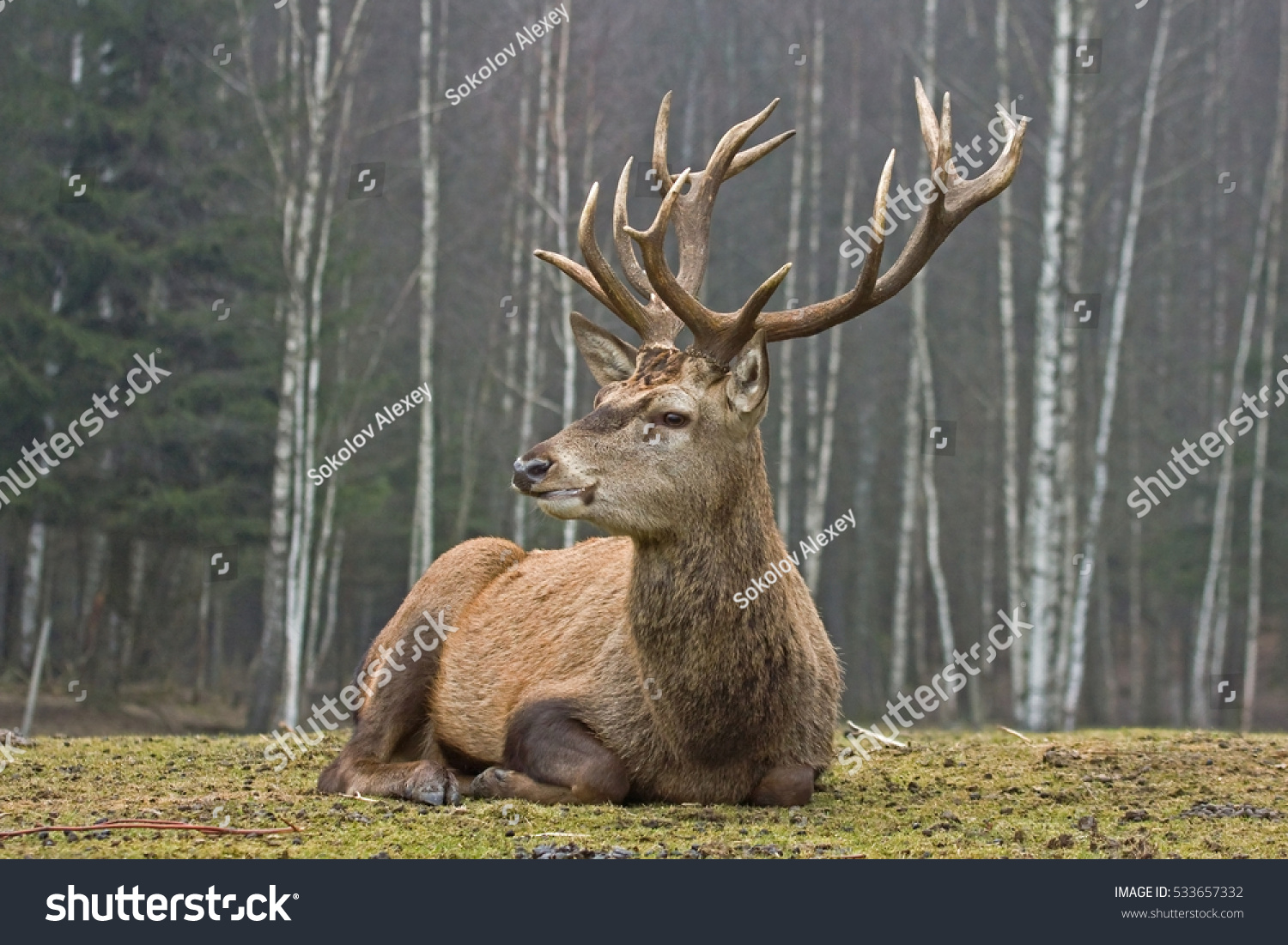 Red deer (Cervus elaphus), male #533657332