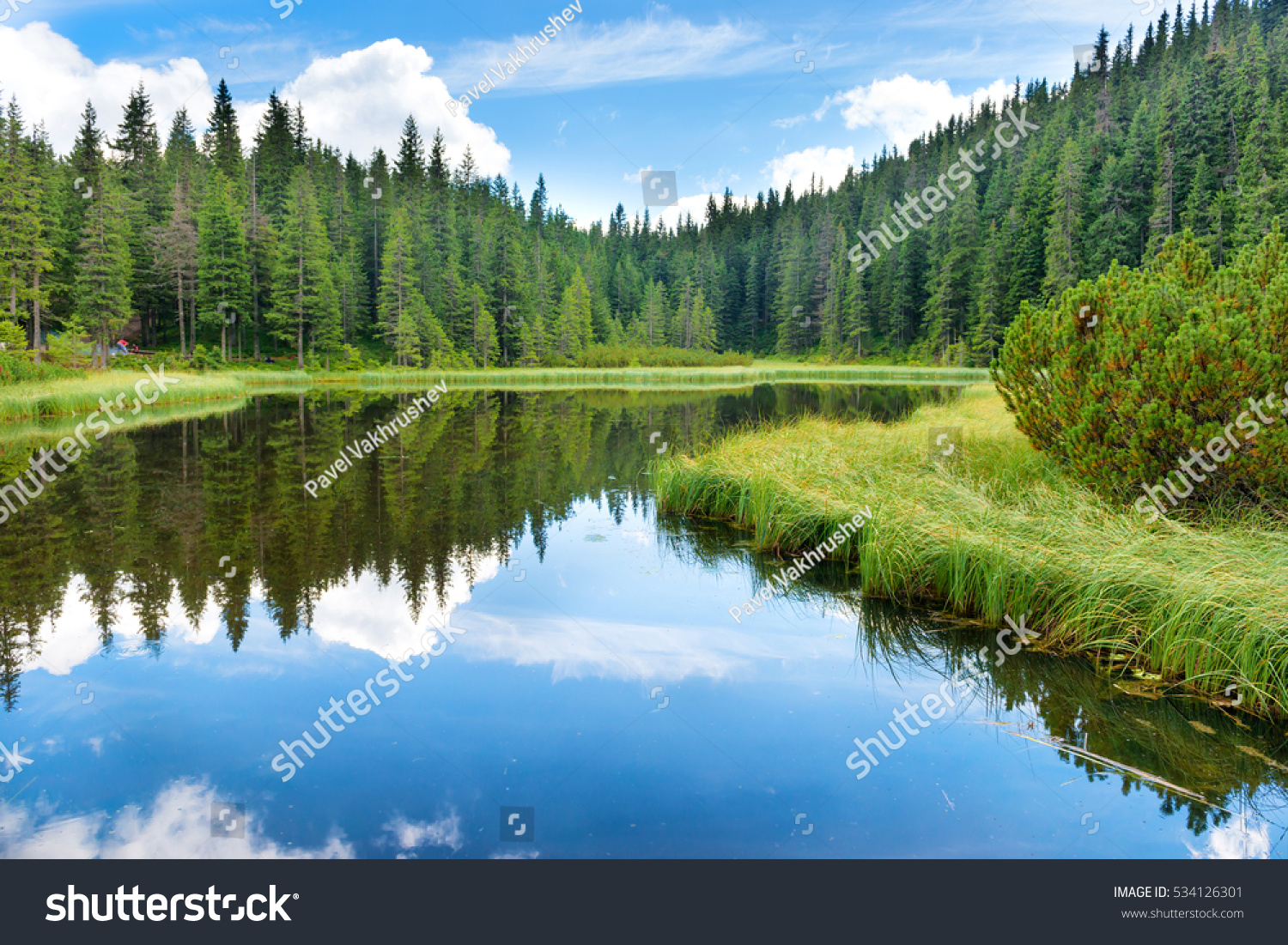 Blue water in a forest lake with pine trees #534126301