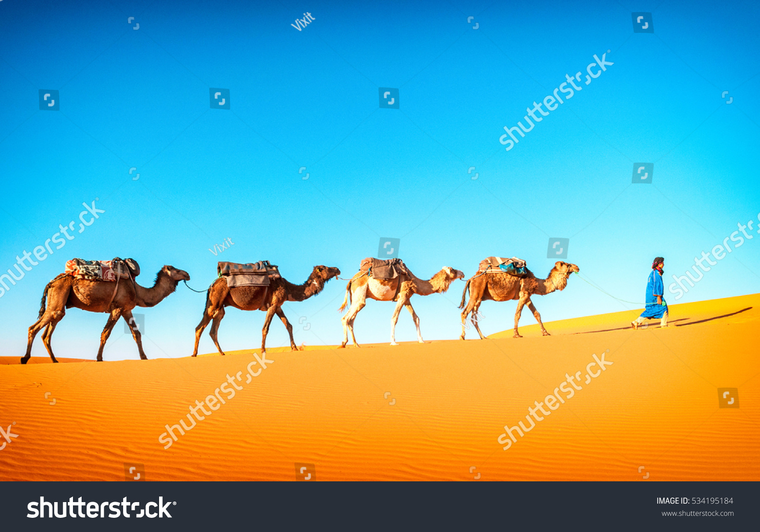 Camel caravan going through the sand dunes in the Sahara desert, Marocco. Camel in desert concept. #534195184