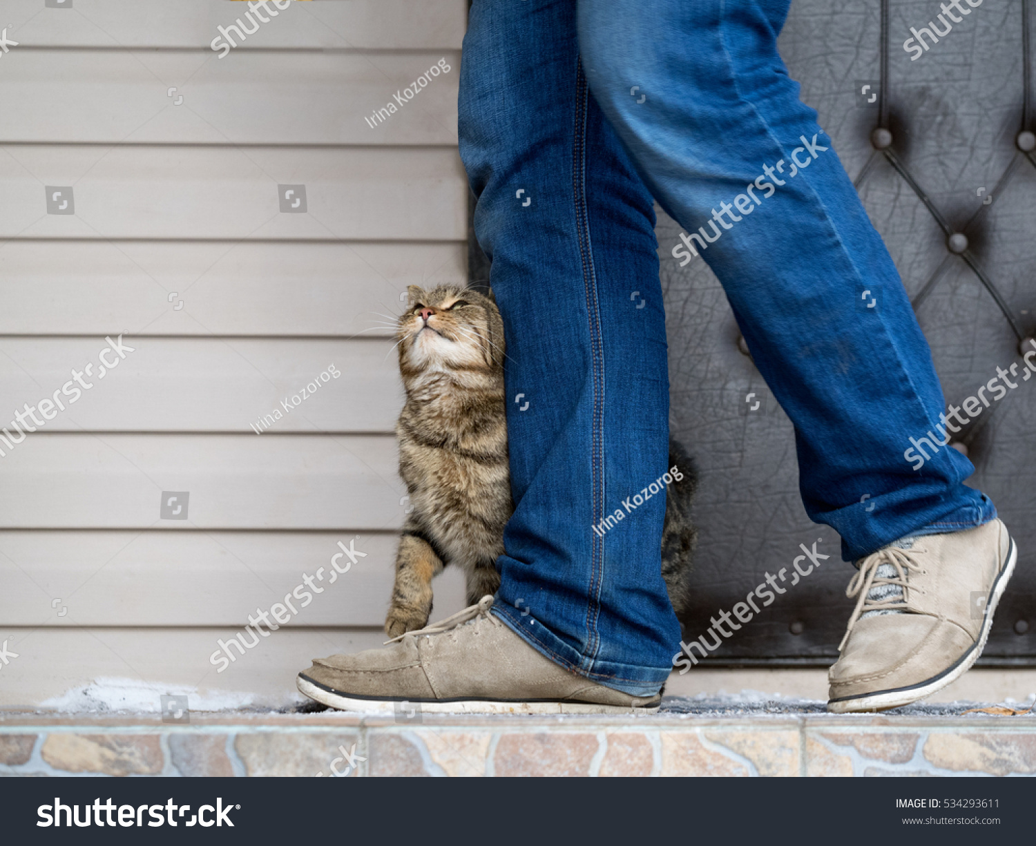 The cat and the owner. The cat pressed against the man's legs and trustingly looks #534293611