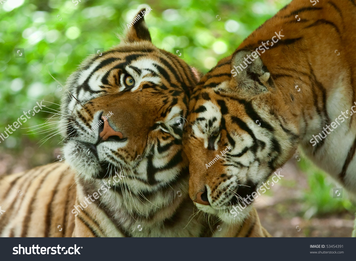 A loving tiger couple shares a tender kiss, expressing deep emotions in the wild nature, symbolizing the bond of family and wildlife. #53454391