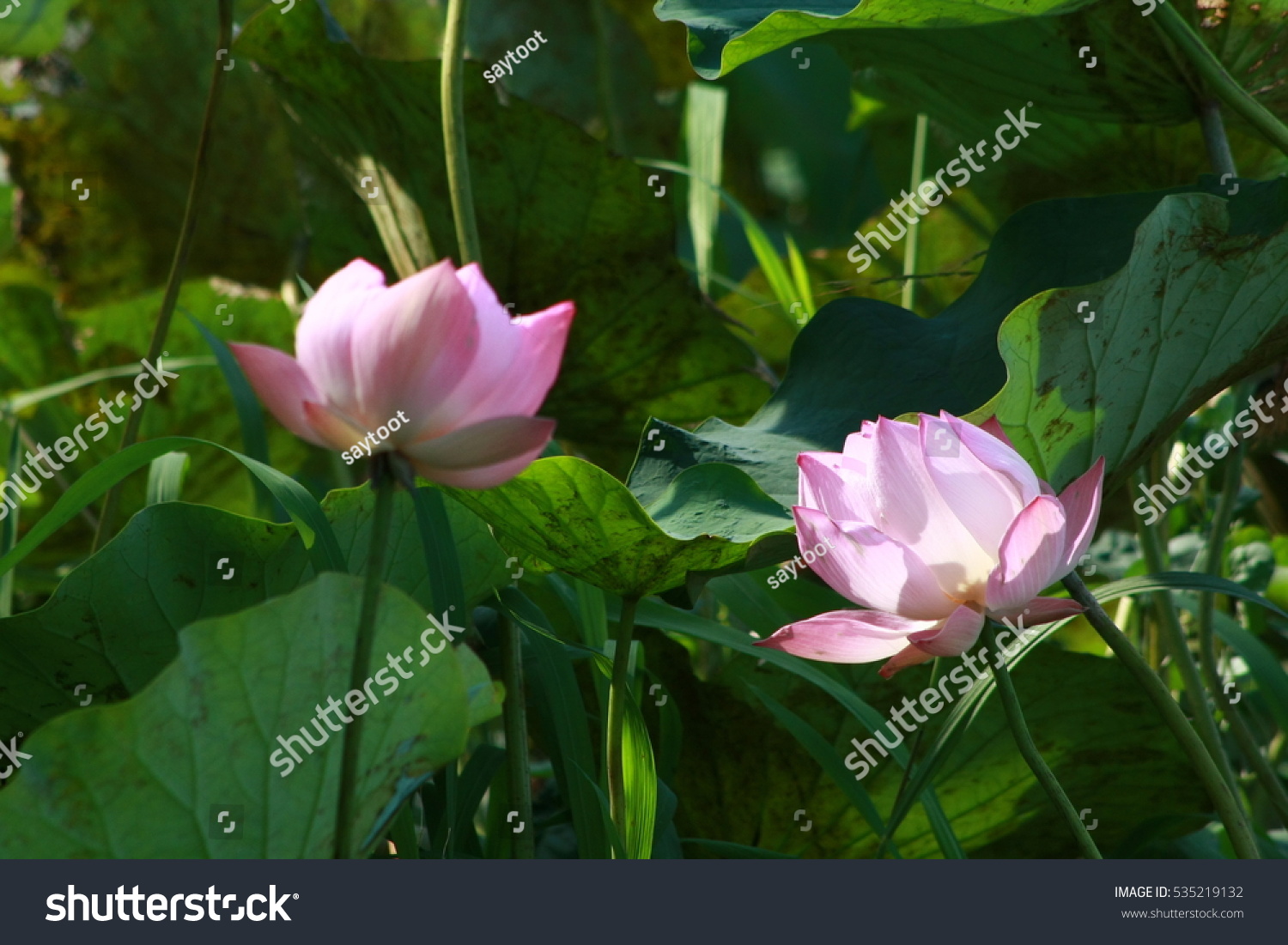The fully grown pink lotus. #535219132