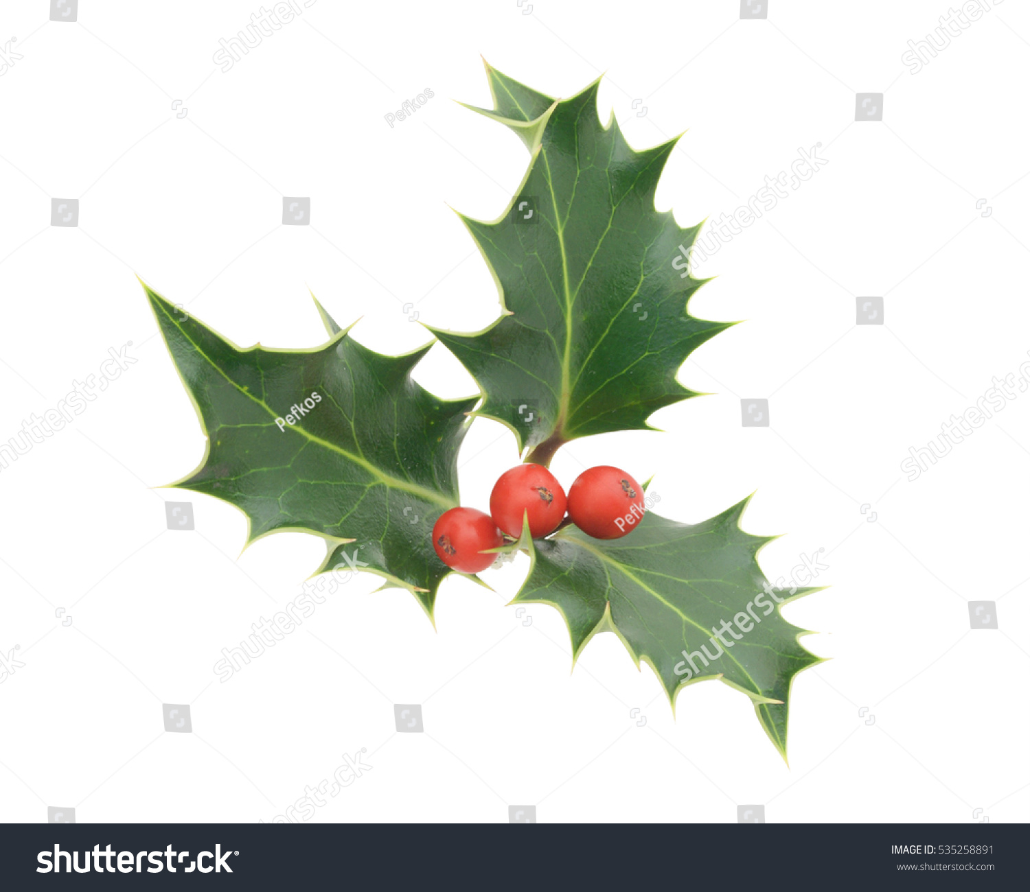 Holly with red berries #535258891