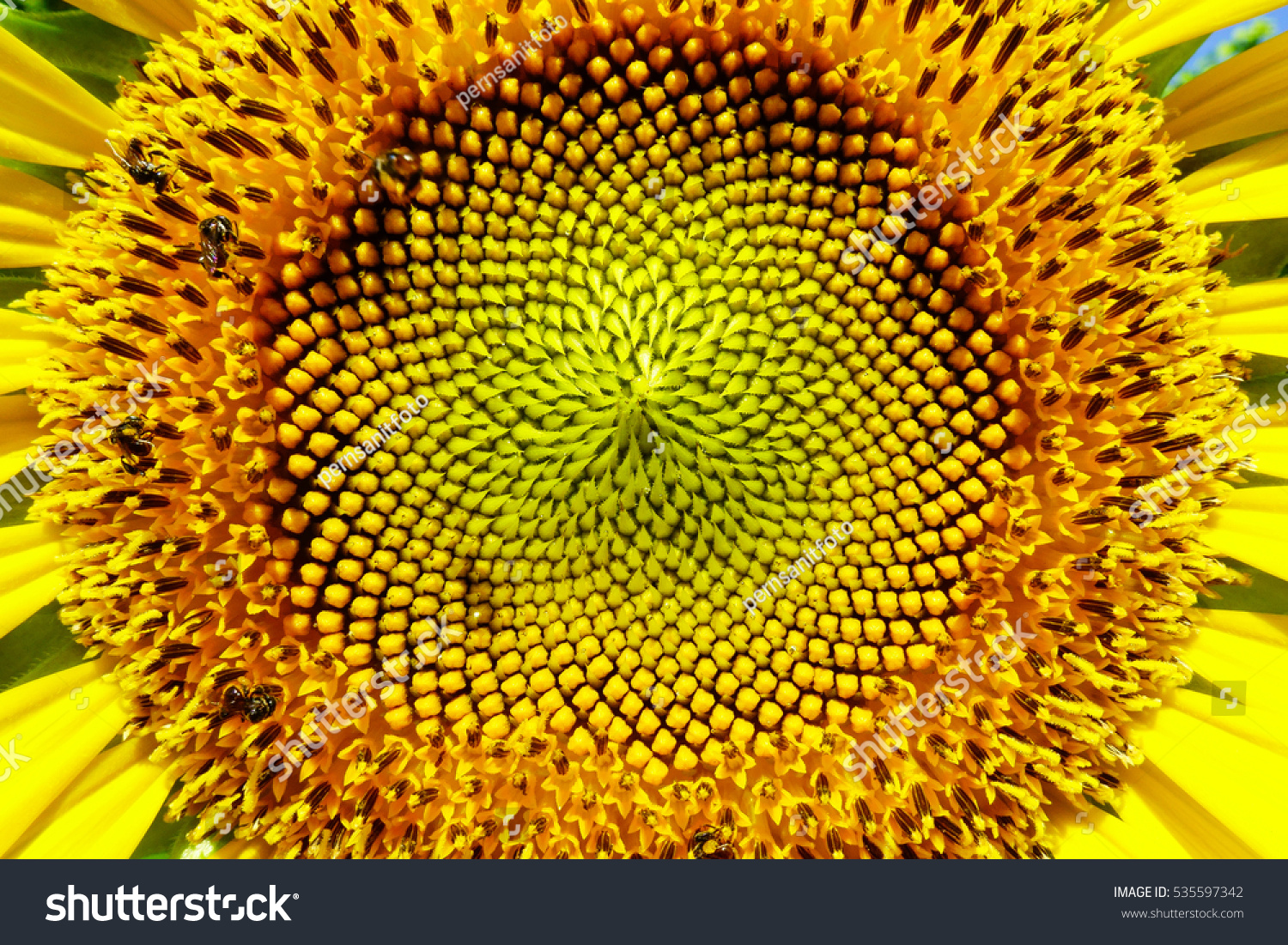 Close up of sunflower #535597342