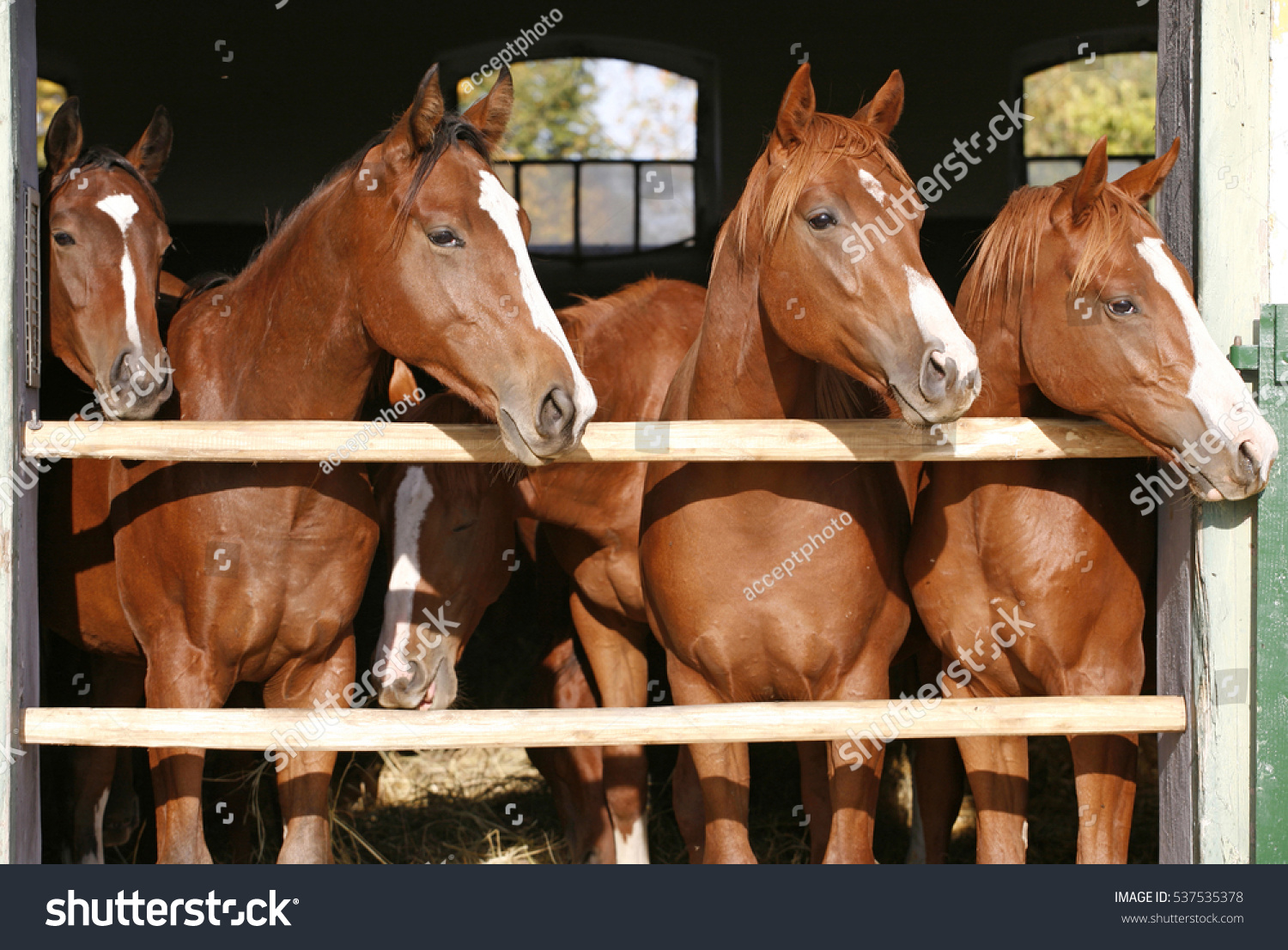 Purebred anglo-arabian chestnut horses standing at the barn door #537535378