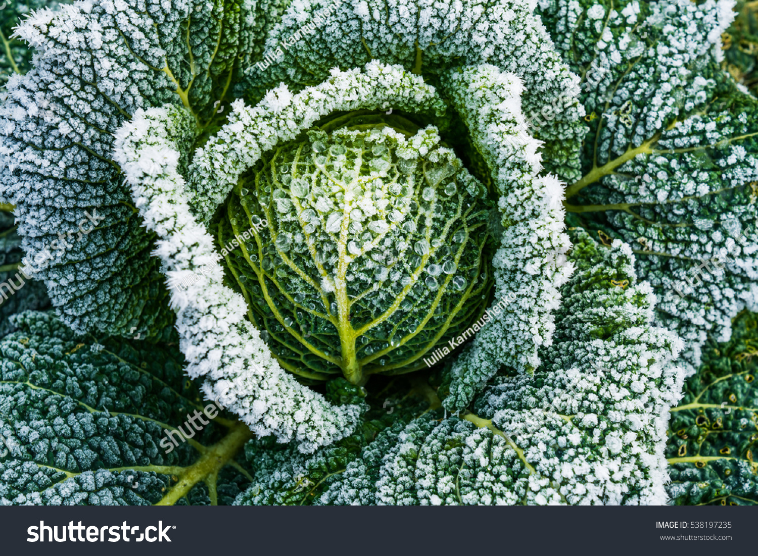 Frosted vegetables in a field on a frosty winters morning. Frost on a cabbage. #538197235