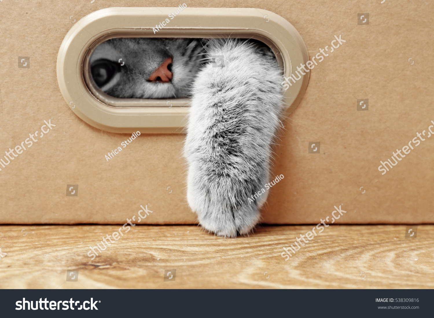 Cute cat in cardboard box #538309816