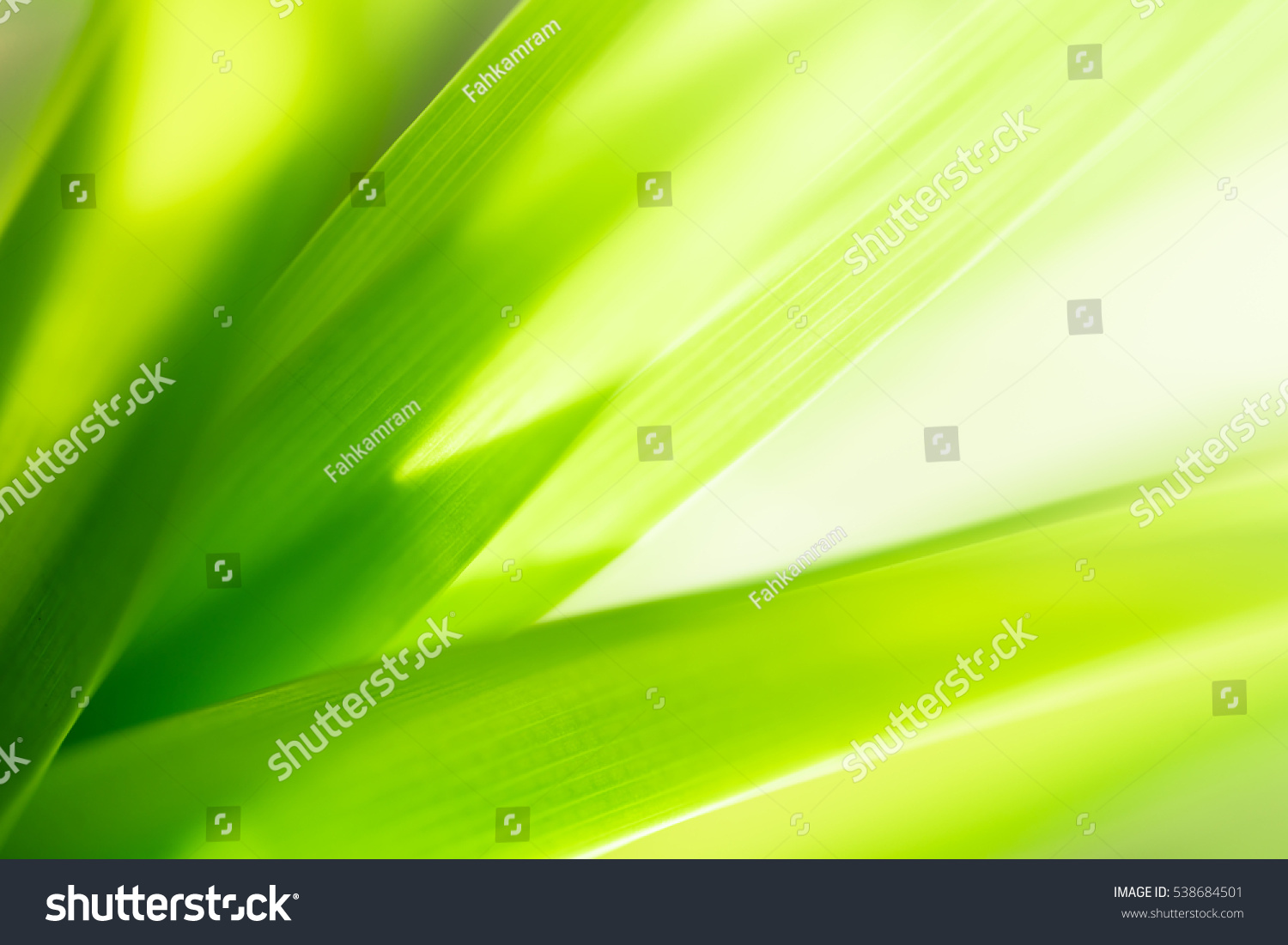 Nature of green leaf in garden at summer. Natural green leaves plants using as spring background cover page environment ecology or greenery wallpaper #538684501