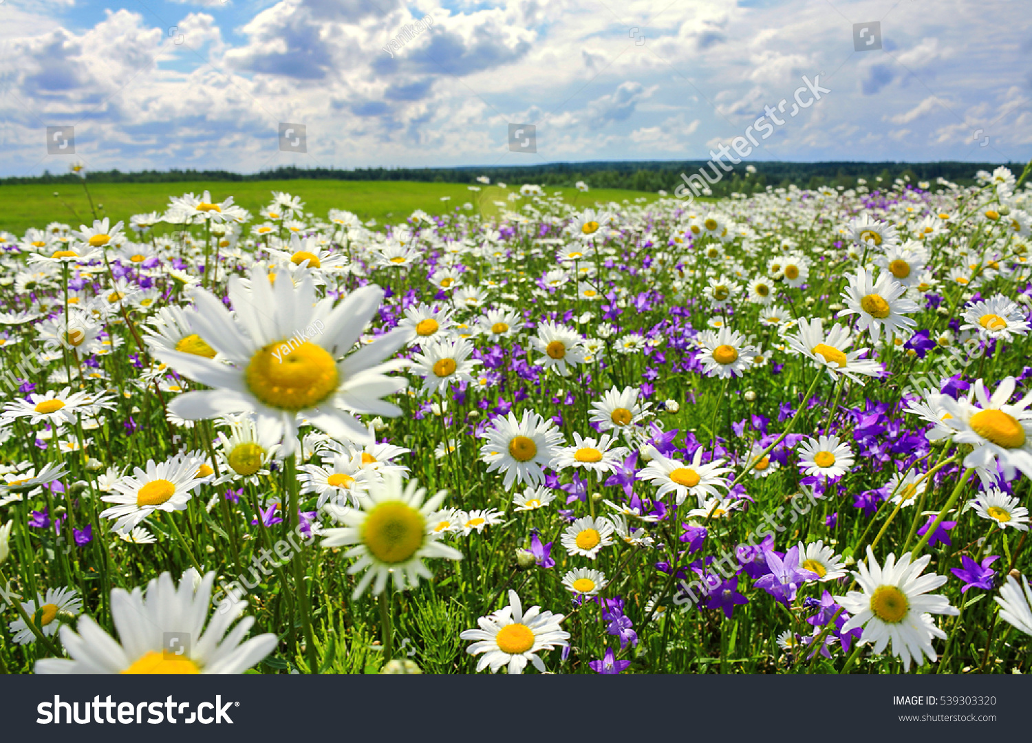 beautiful summer landscape with blossoming meadow and flowers. wild flowers blooming spring #539303320