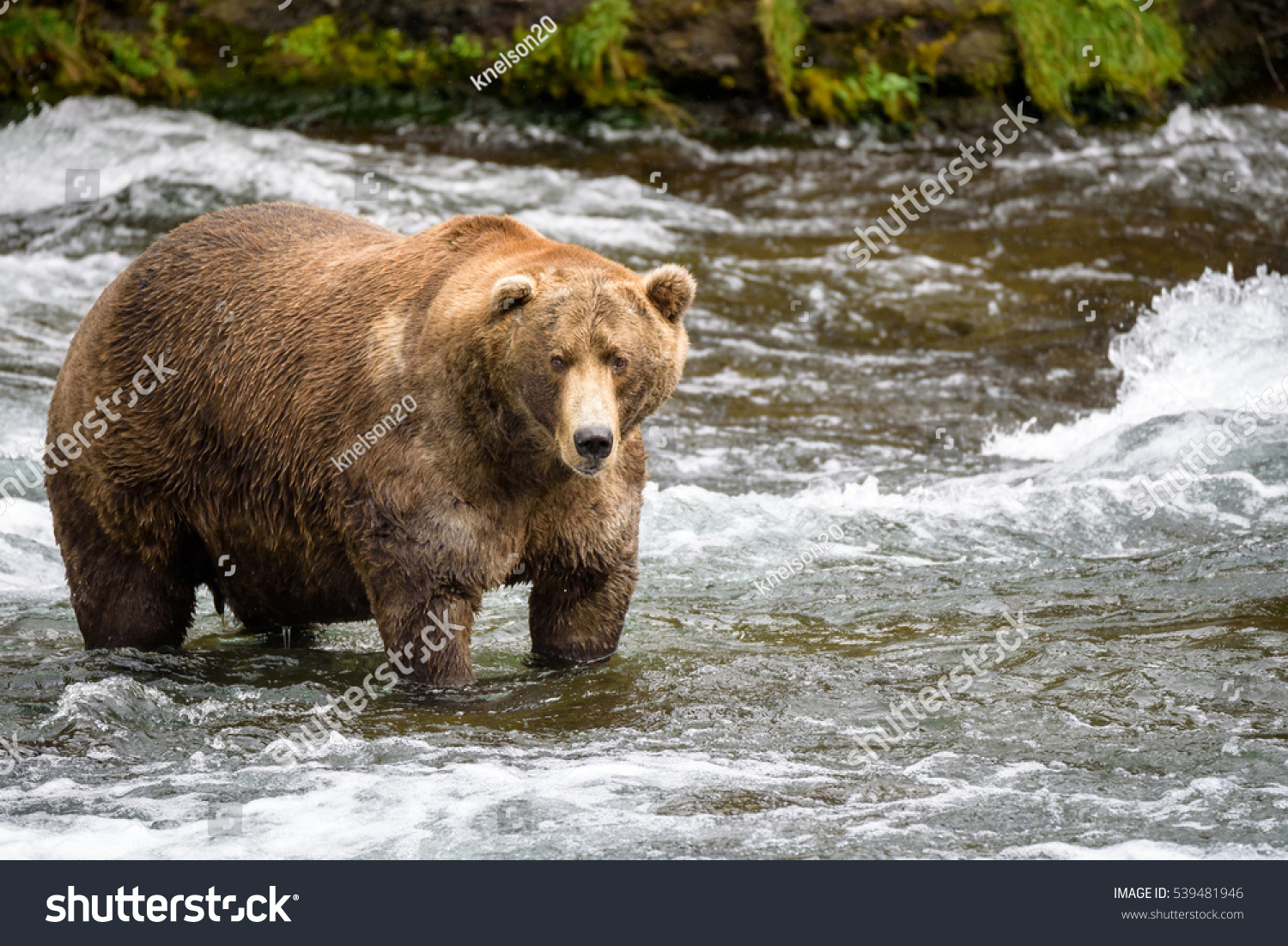 Alaska brown bear fishing in the Brooks River
 #539481946