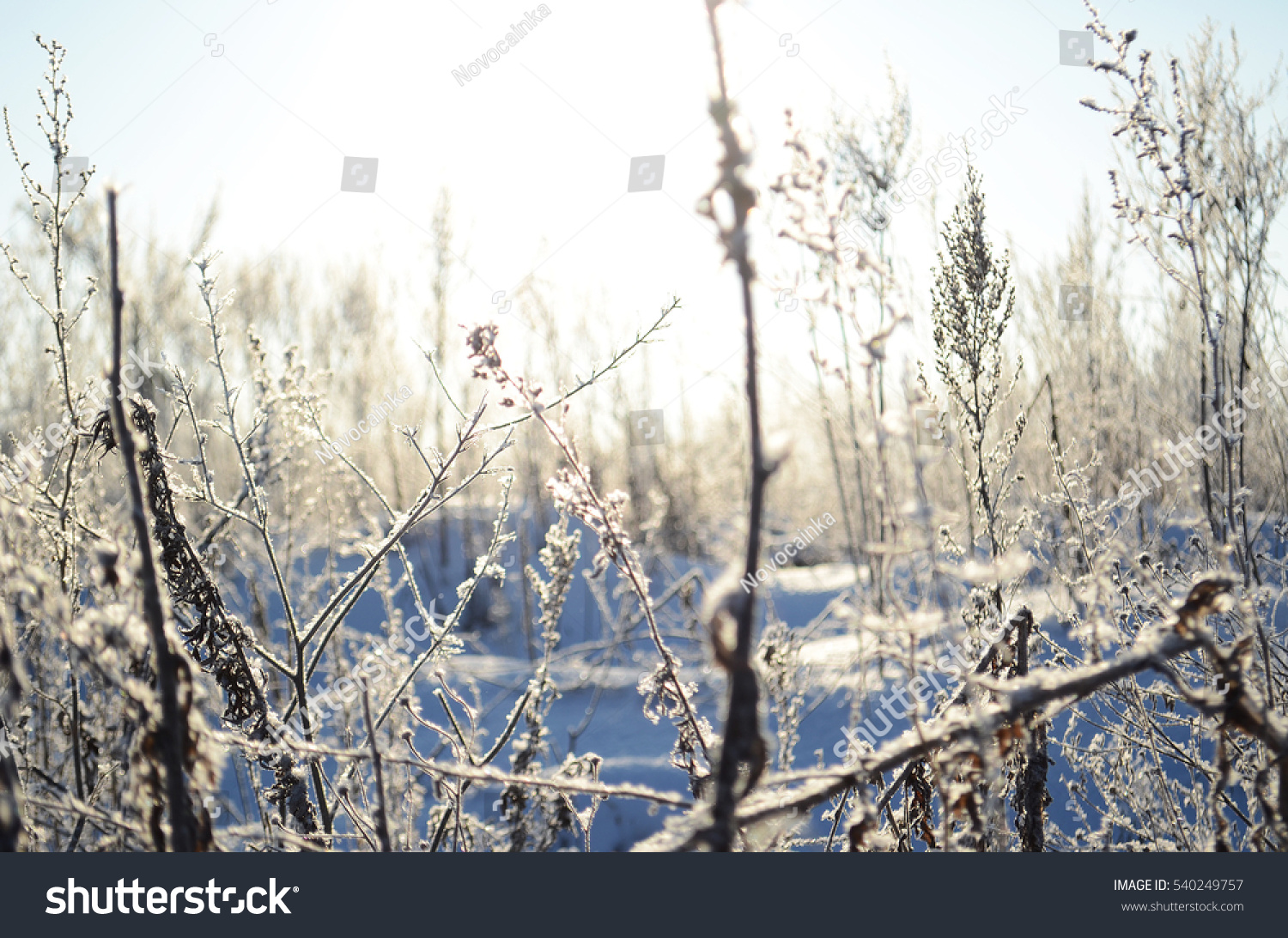 winter landscape. Siberia #540249757
