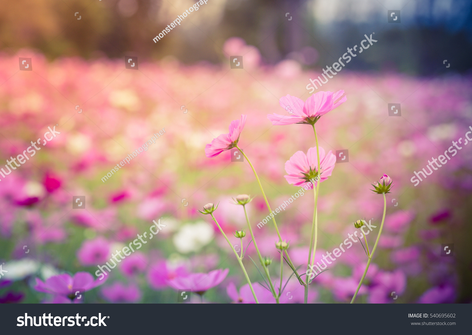 Cosmos flowers blooming in the garden #540695602