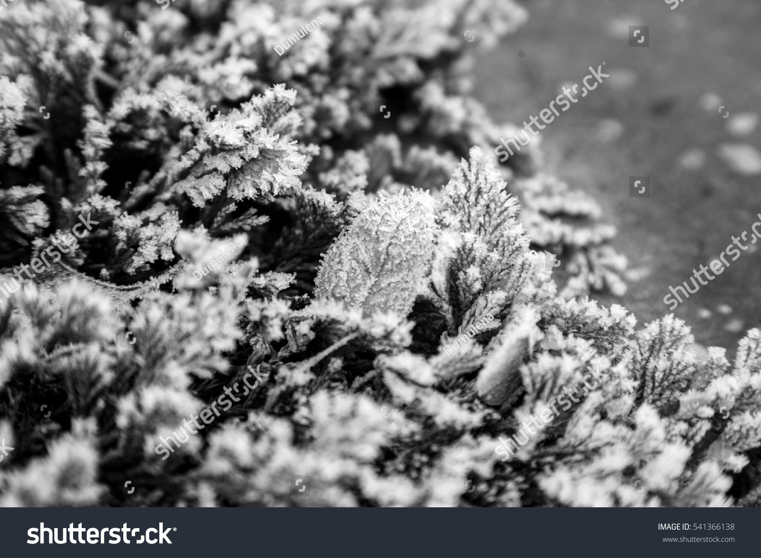 branches of thuja and dry leaves in hoarfrost in winter, macro bw #541366138