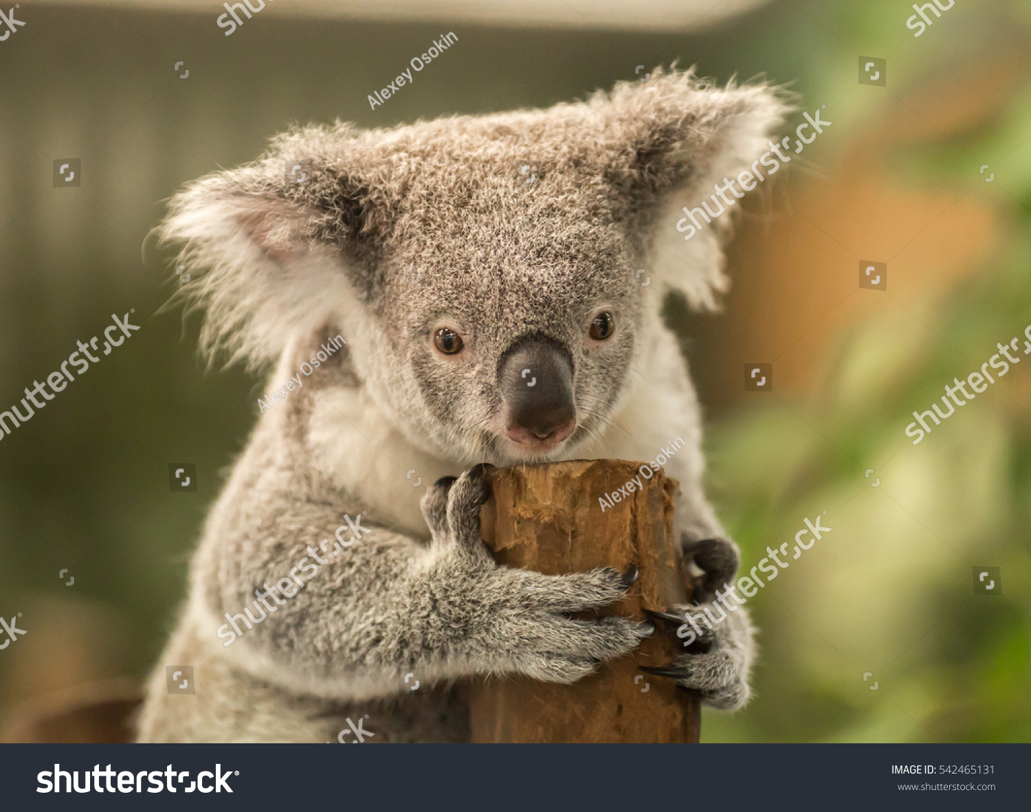 Koala Bear #542465131