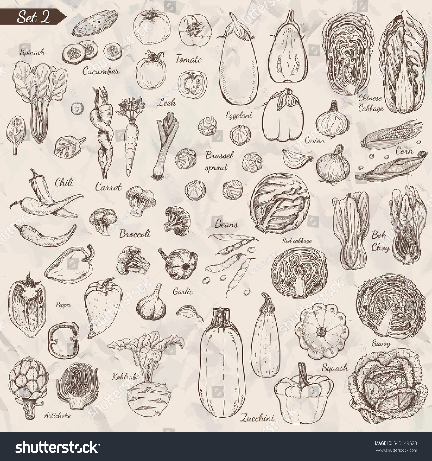 Big set of vegetables in sketch style. Vector illustration for your design #543149623