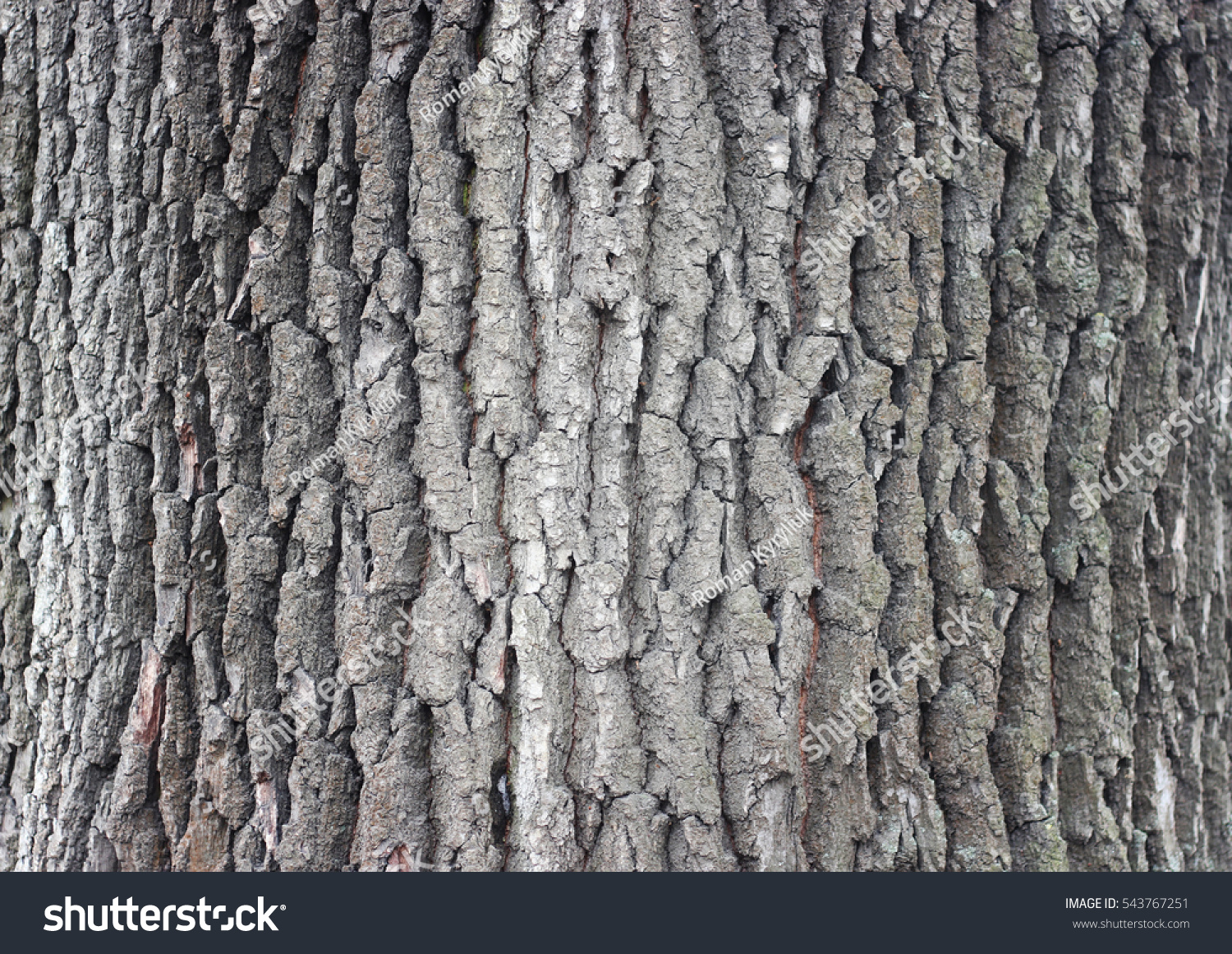 old oak bark #543767251