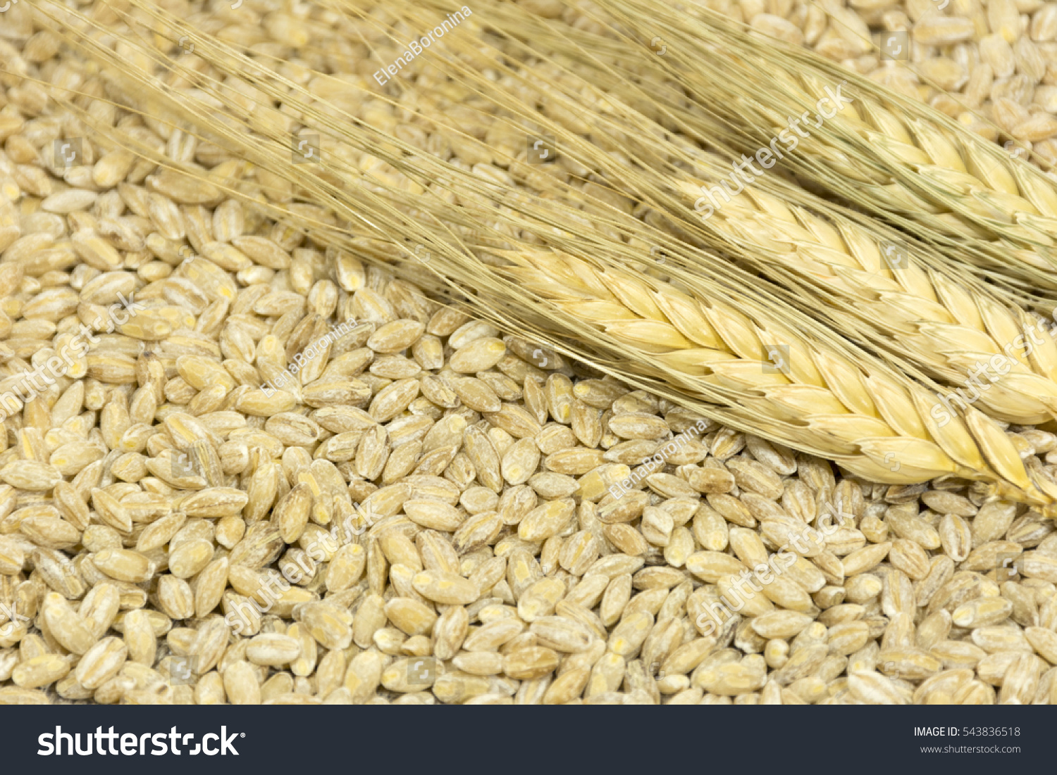 3 spikelets of wheat lying in the grain benefits, fiber, cereal crop, food #543836518