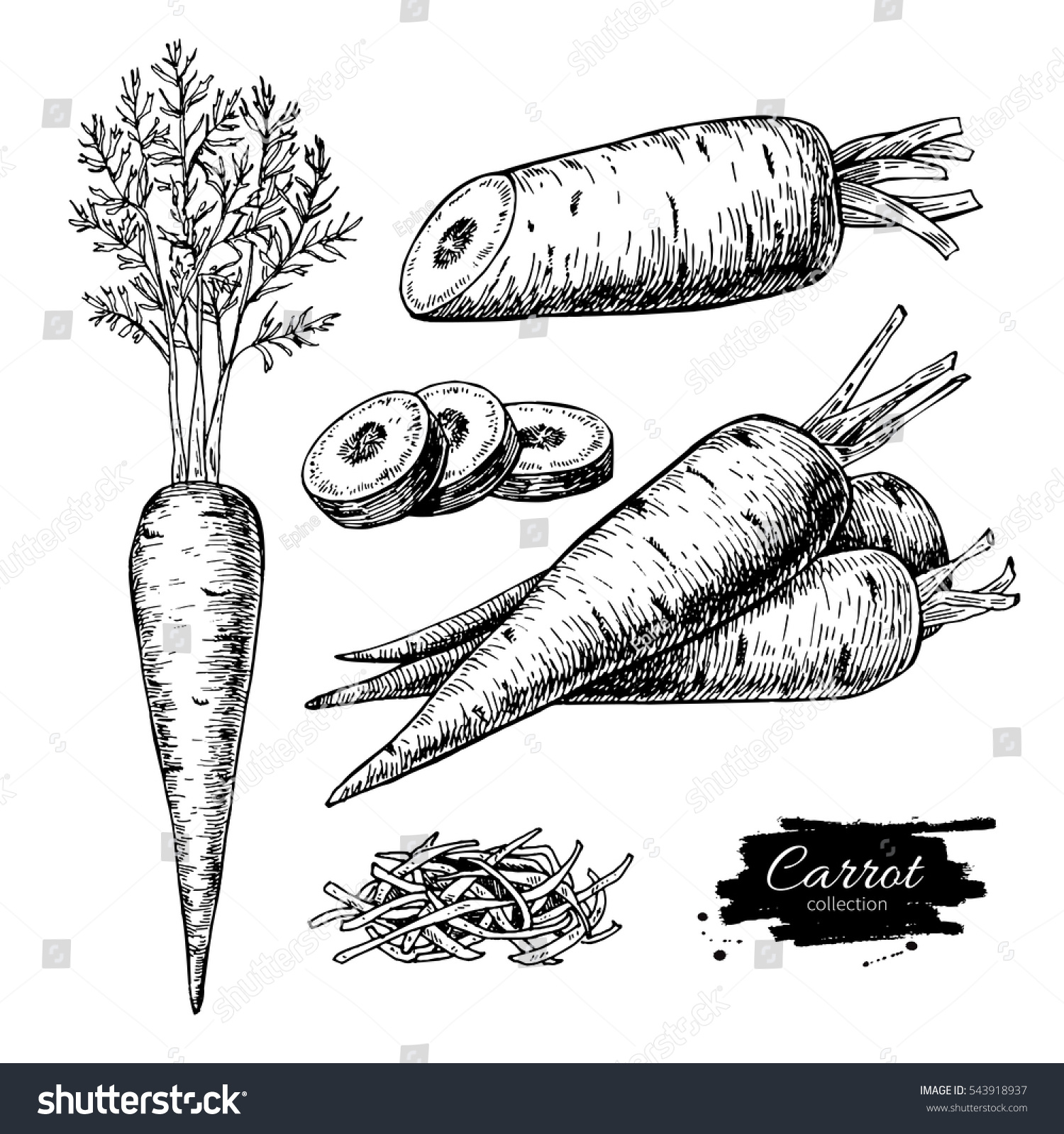 Carrot hand drawn vector illustration set. Isolated Vegetable engraved style object with sliced pieces. Detailed vegetarian food drawing. Farm market product. Great for menu, label, icon #543918937