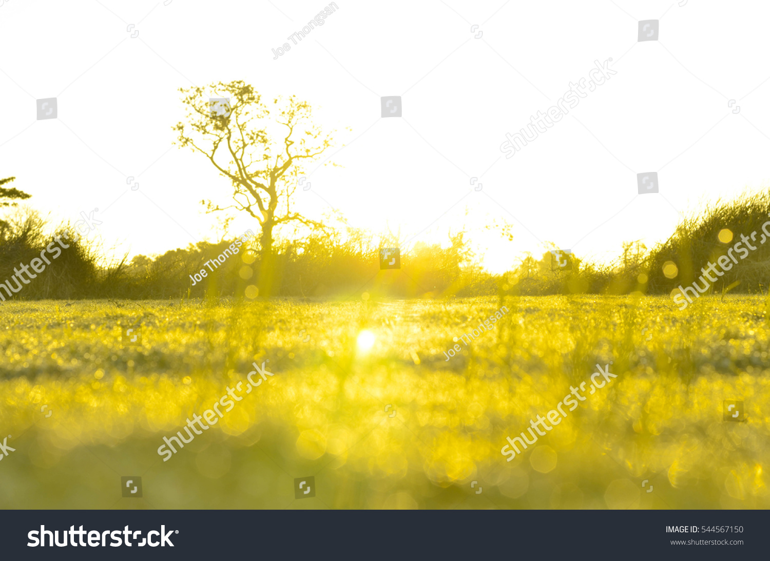 field of grass and sun in morning #544567150