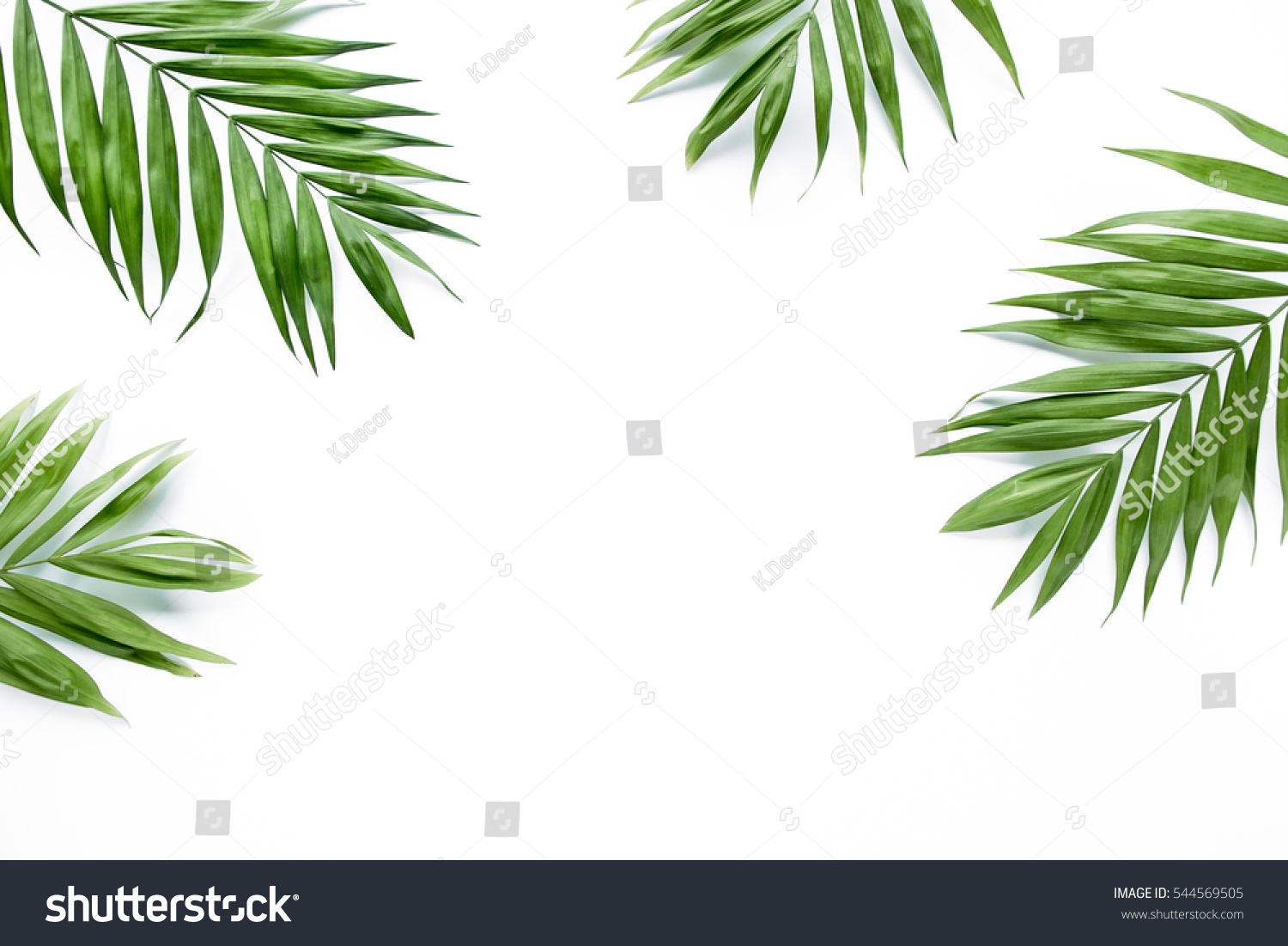 green palm leaf branches on white background. flat lay, top view #544569505