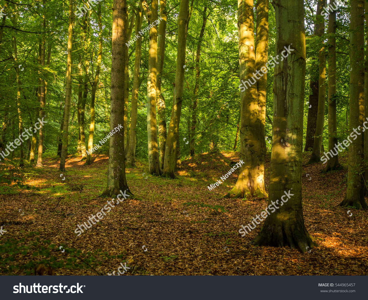 Beautiful deciduous forest, just behind dunes at the Polish seaside #544965457