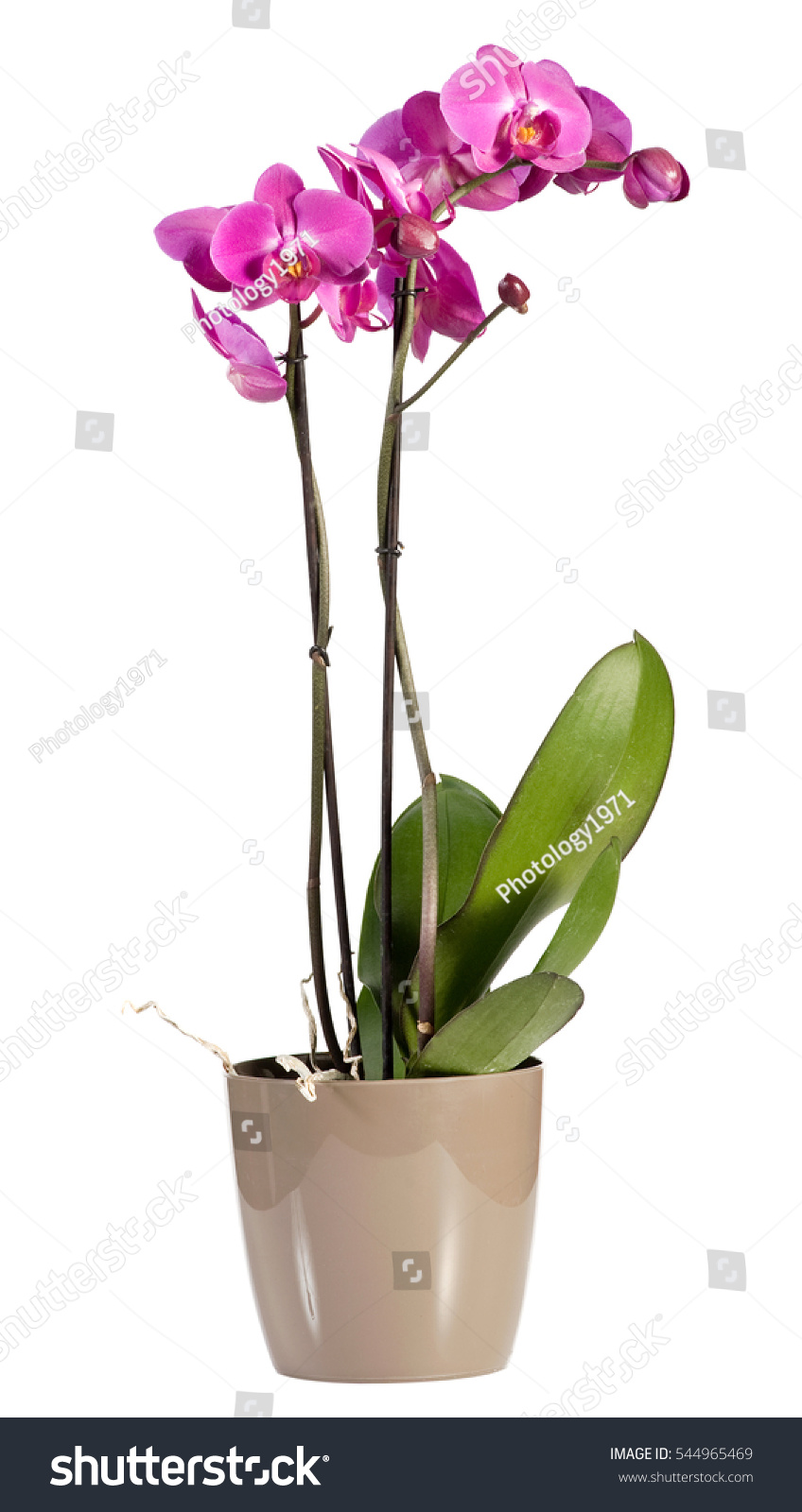 Delicate long stemmed spray of magenta pink phalaenopsis orchids growing in a pot for indoor decor, over a white background #544965469