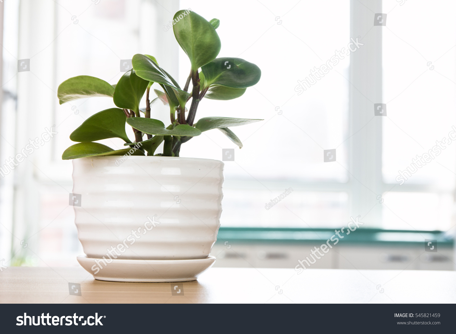 Potted plants on wooden desk #545821459