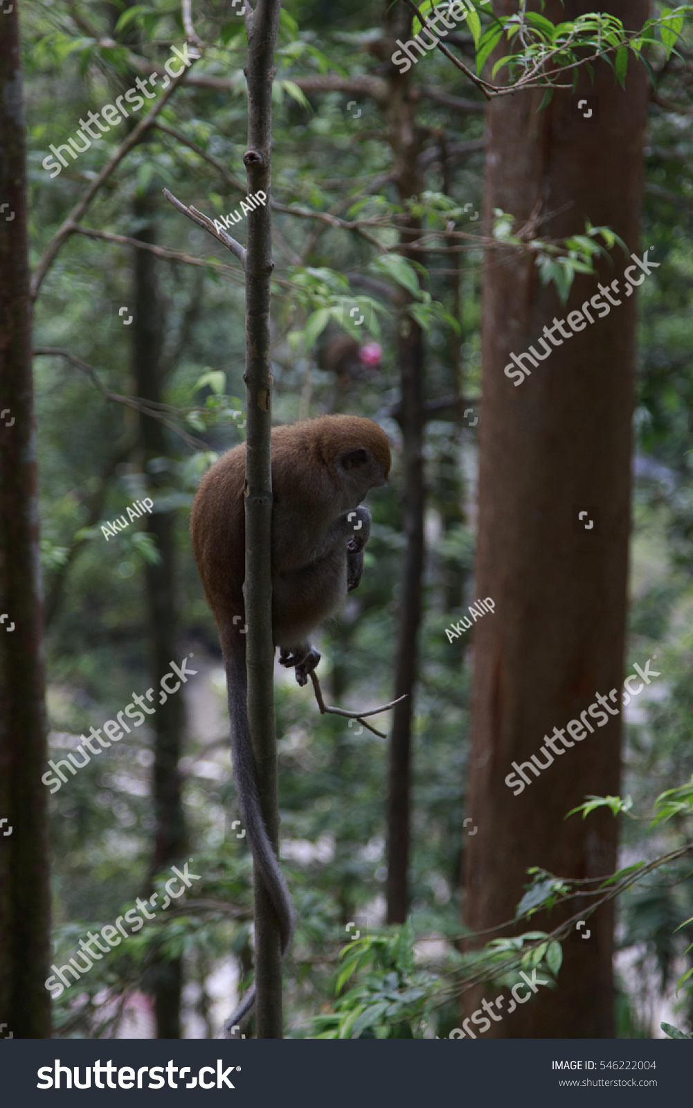 A monkey playing hanging resting on a tree #546222004