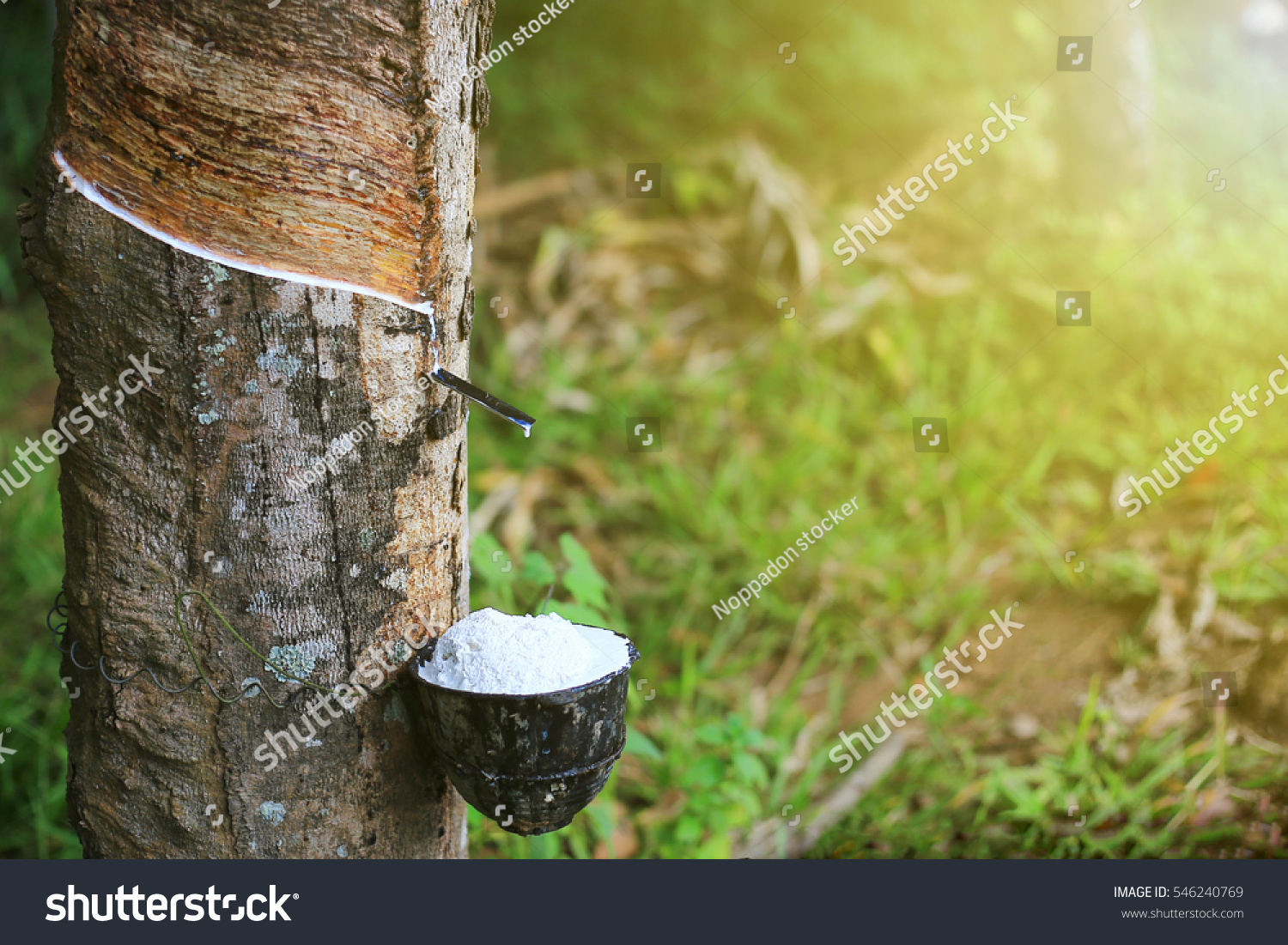 Rubber Latex extracted from rubber tree , (Hevea Brasiliensis) as a source of natural rubber #546240769