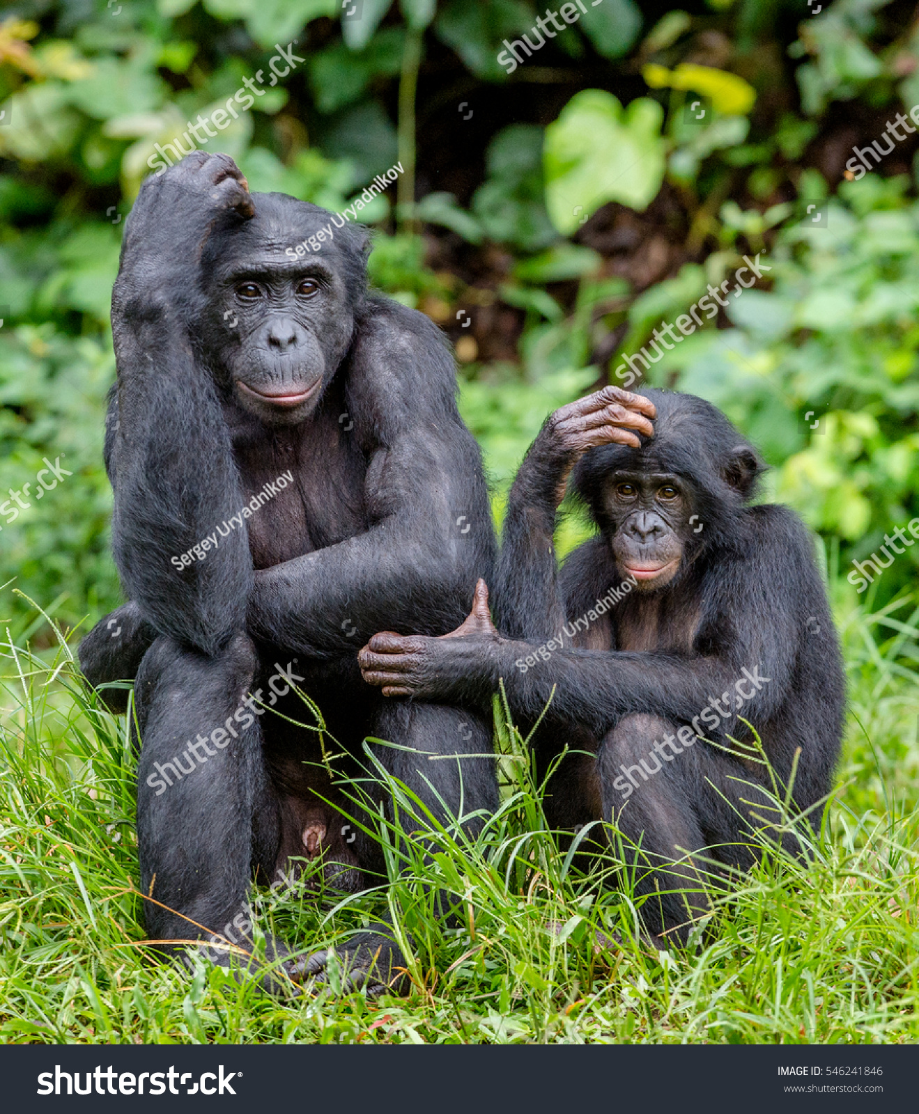 Bonobos in natural habitat on Green natural background. The Bonobo ( Pan paniscus), called the pygmy chimpanzee. Democratic Republic of Congo. Africa
 #546241846