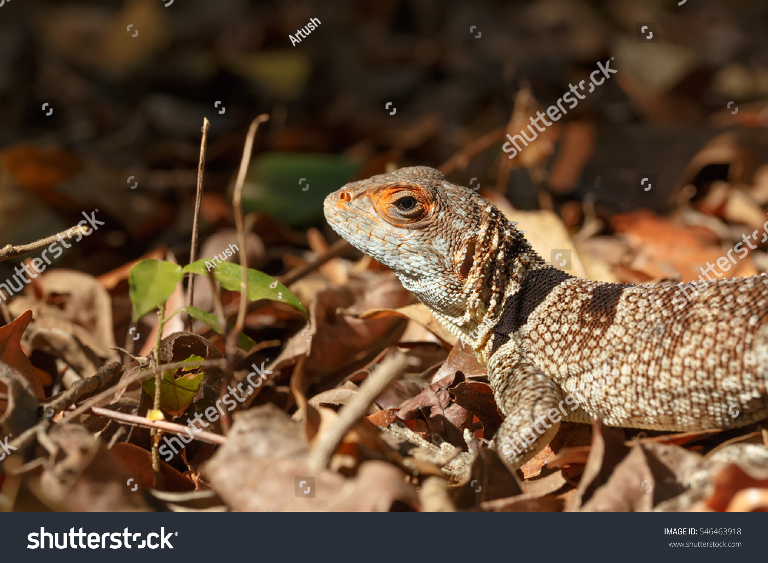 Oplurus cuvieri, commonly known as the collared iguanid lizard, collared iguana, or Madagascan collared iguana. Ankarafantsika National Park, Madagascar wildlife and wilderness #546463918