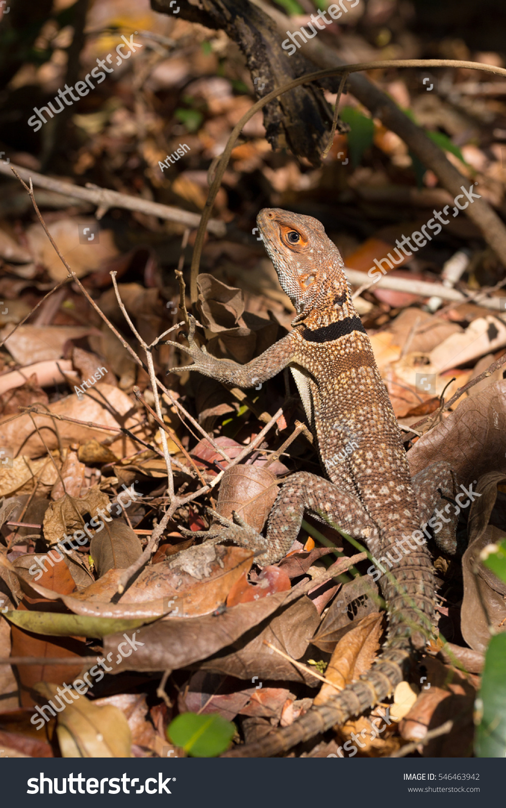 Oplurus cuvieri, commonly known as the collared iguanid lizard, collared iguana, or Madagascan collared iguana. Ankarafantsika National Park, Madagascar wildlife and wilderness #546463942