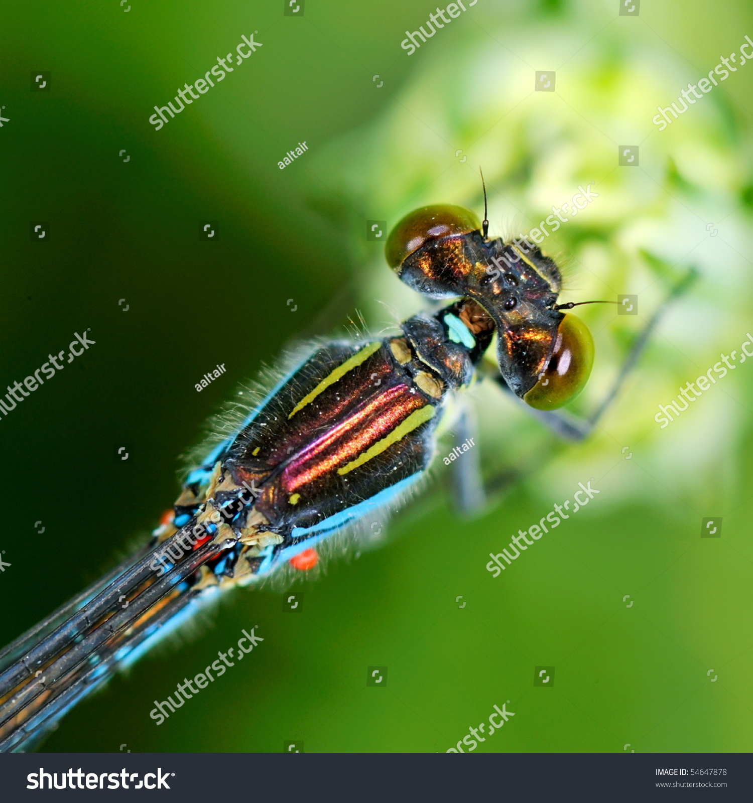 dragonfly outdoor (erythromma viridis) #54647878