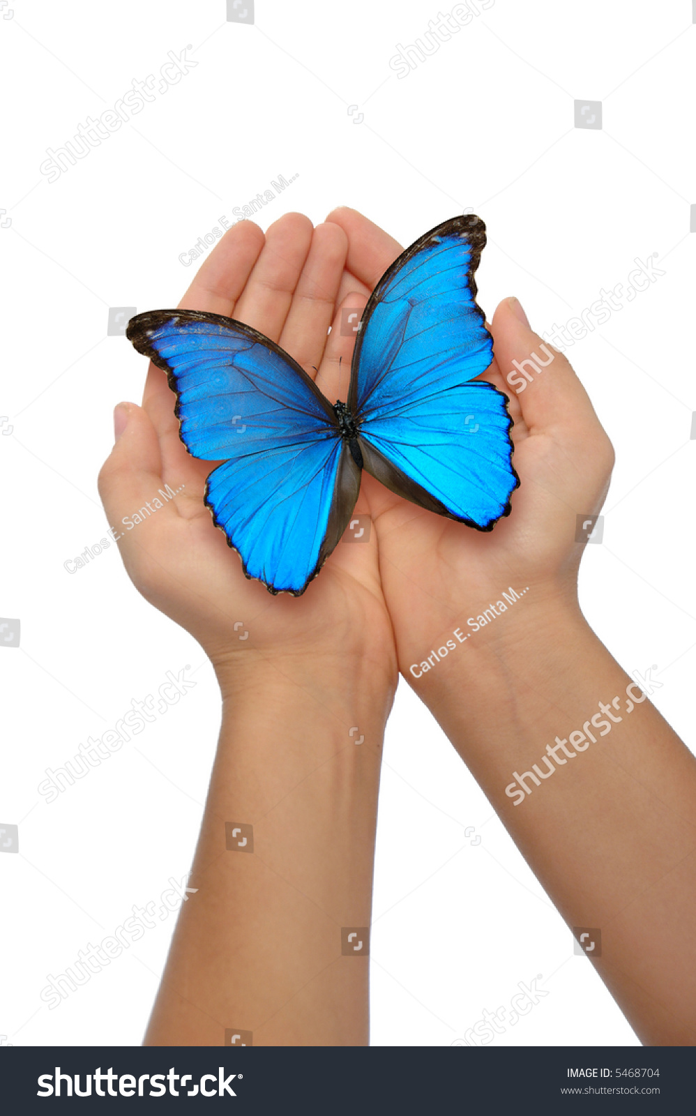 Hands holding a blue butterfly against a white background #5468704