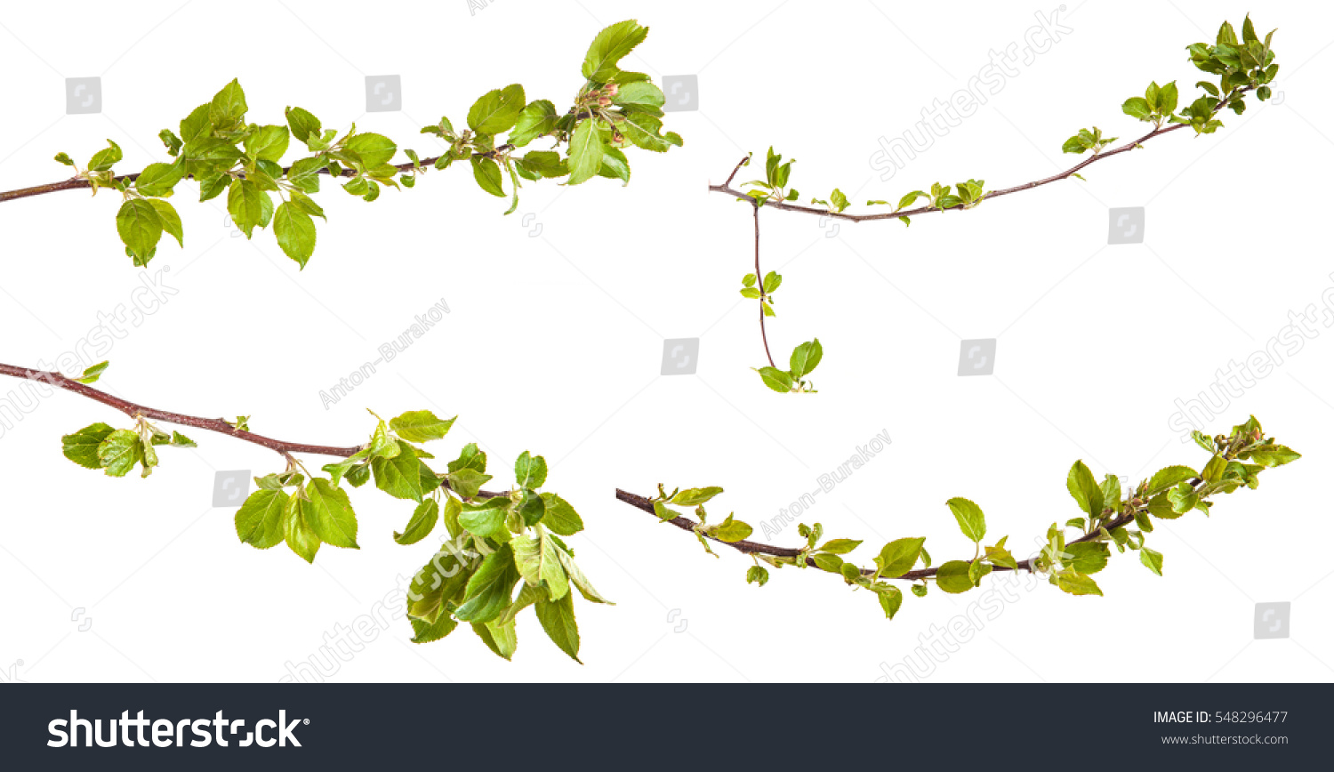 branches of apple trees with young leaves. isolated on white background #548296477
