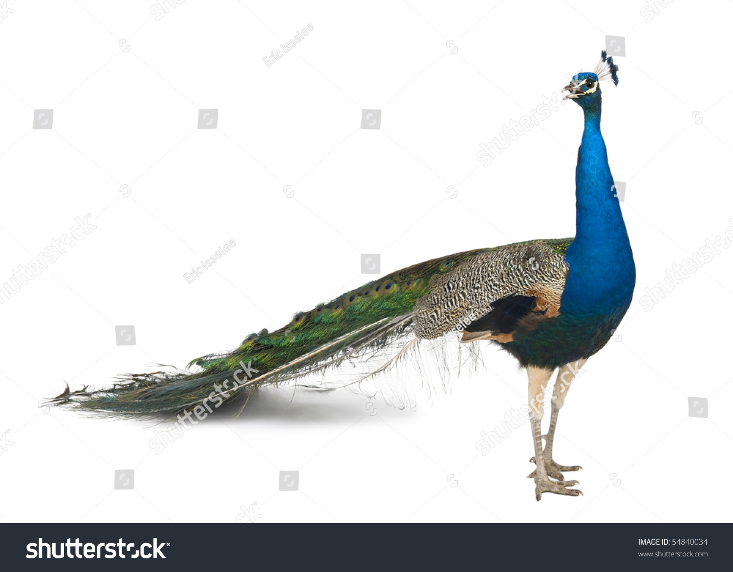 Male Indian Peafowl in front of white background #54840034