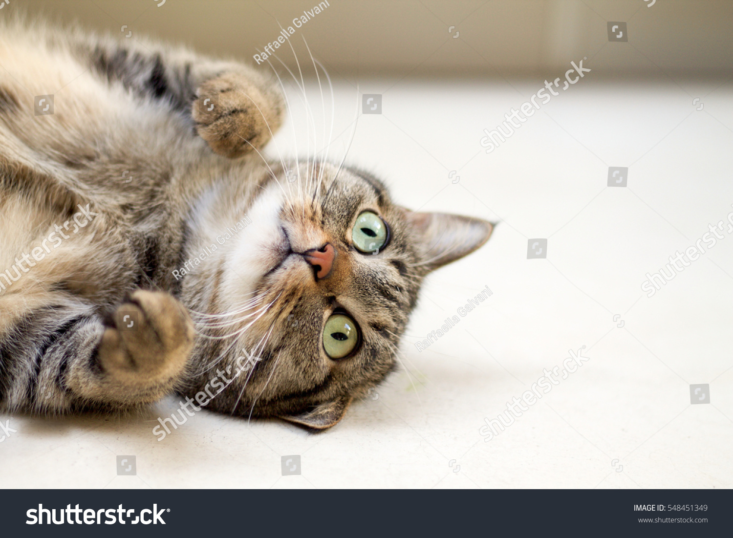Nice cat playing lying on the ground #548451349