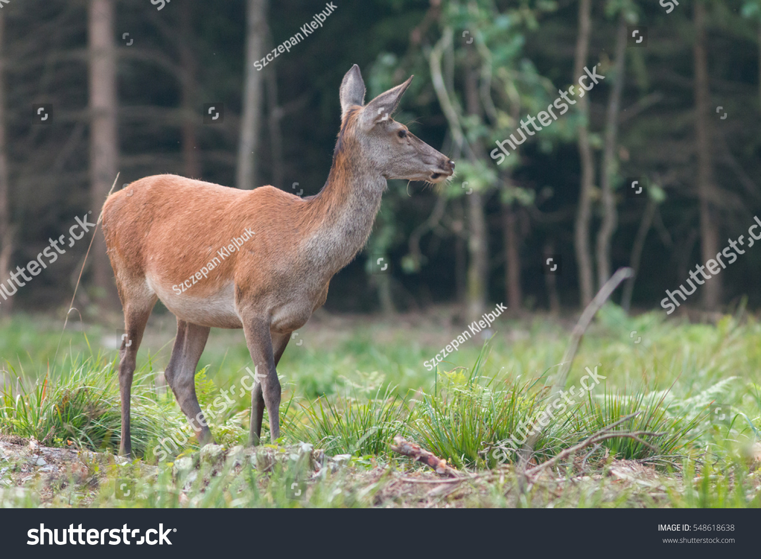 Mammals - European deer in a forest clearing (Cervus elaphus) doe (female) #548618638