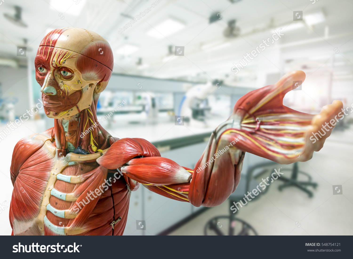Anatomy model on laboratory background #548754121