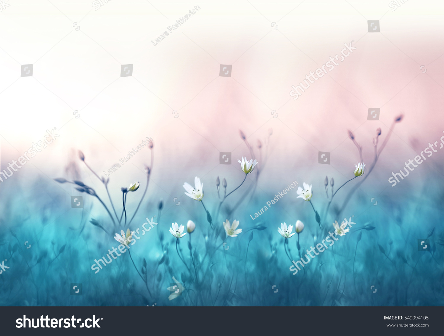 Small white flowers on a toned on gentle soft blue and pink background outdoors close-up macro . Spring summer border  template floral background. Light air delicate artistic image, free space. #549094105