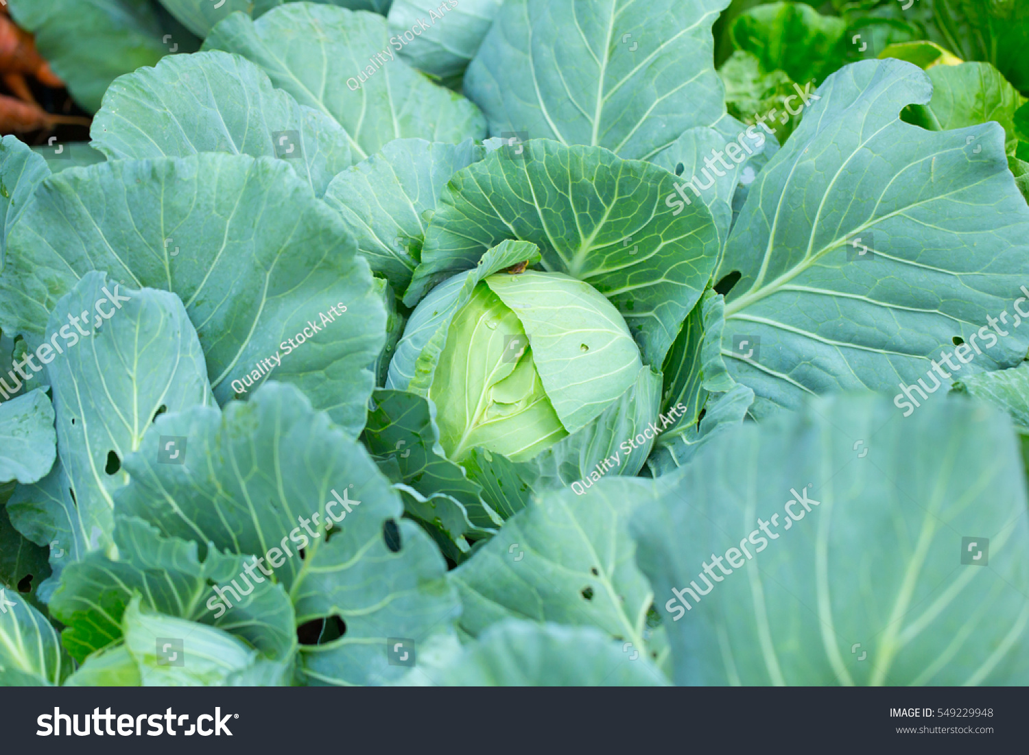 Cabbage plant at agriculture farm in north of Thailand #549229948