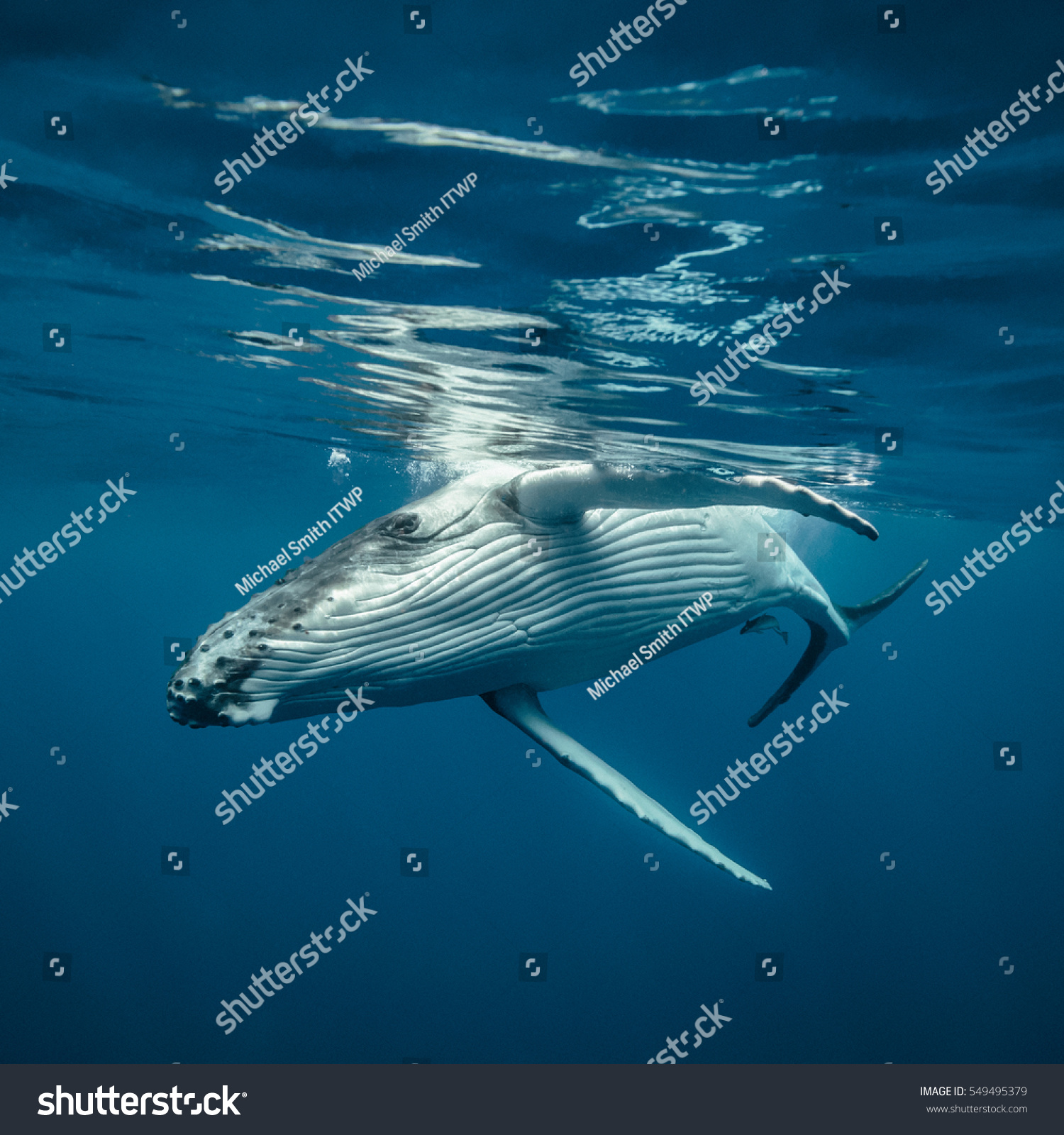 A young humpback whale turning side on just below the surface of the water #549495379