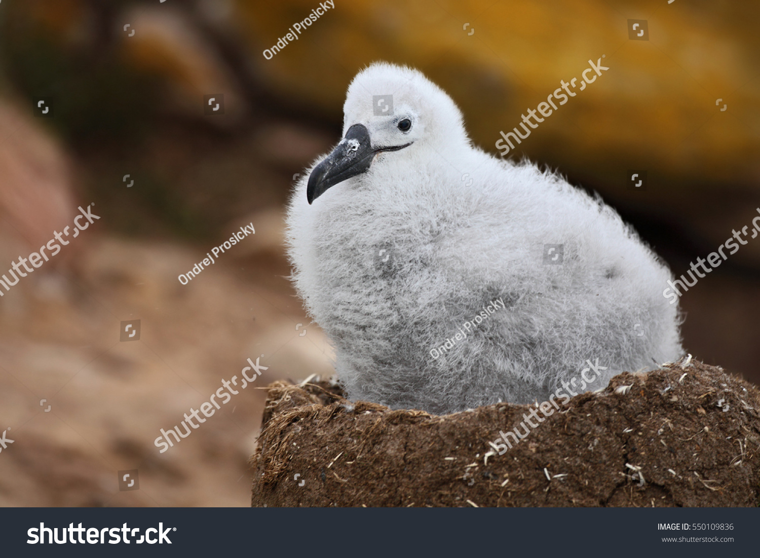 Cute baby of Black-browed albatross, Thalassarche melanophris, sitting on clay nest on the Falkland Islands. Wildlife scene in the nature. #550109836