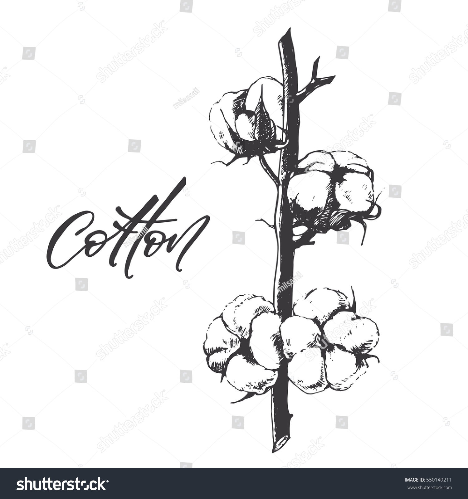 Hand drawing cotton plant sketch with calligraphy, vector illustration on white background #550149211