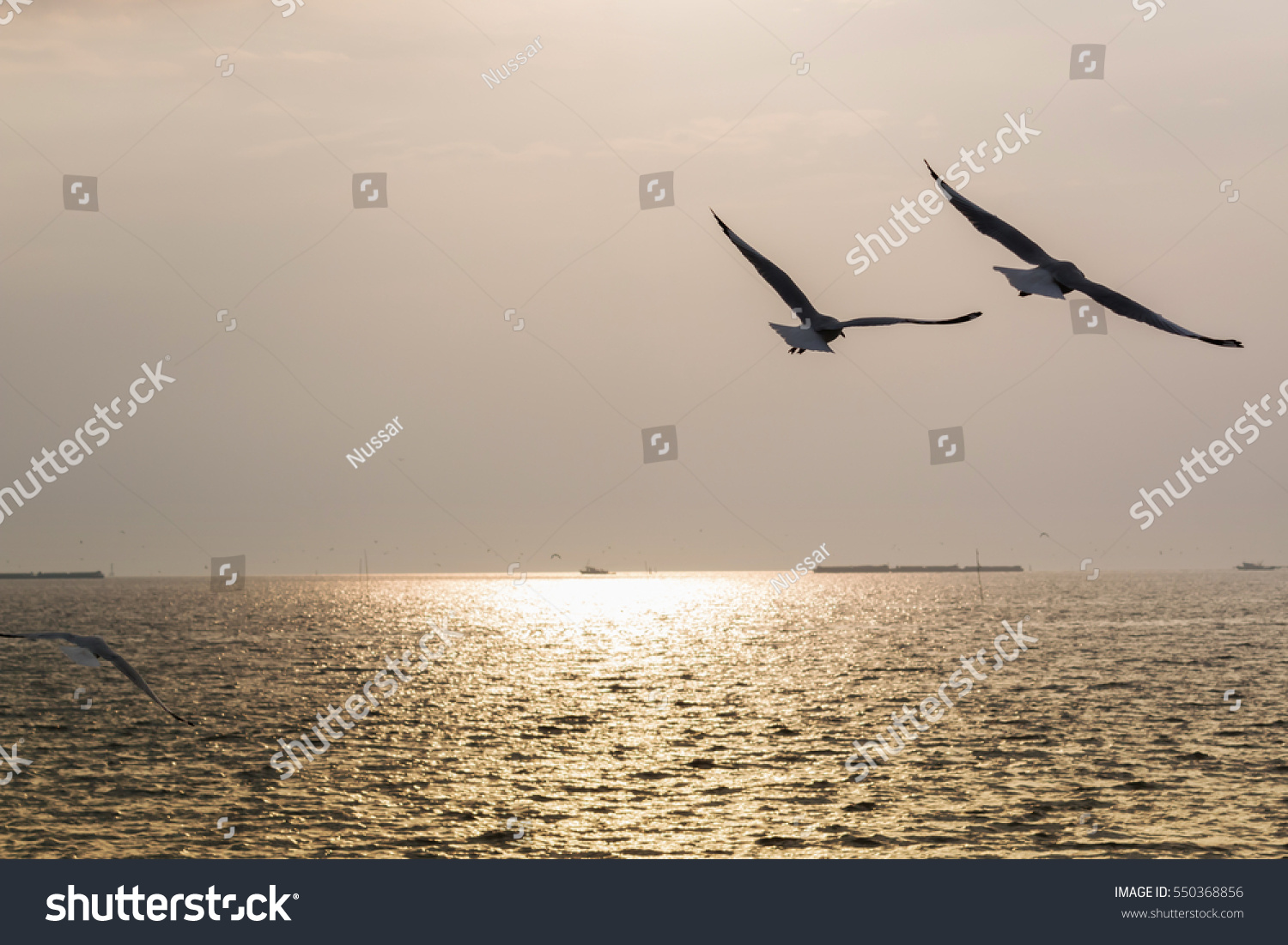 A flock of seagull birds flying over the sea in the sunset. #550368856