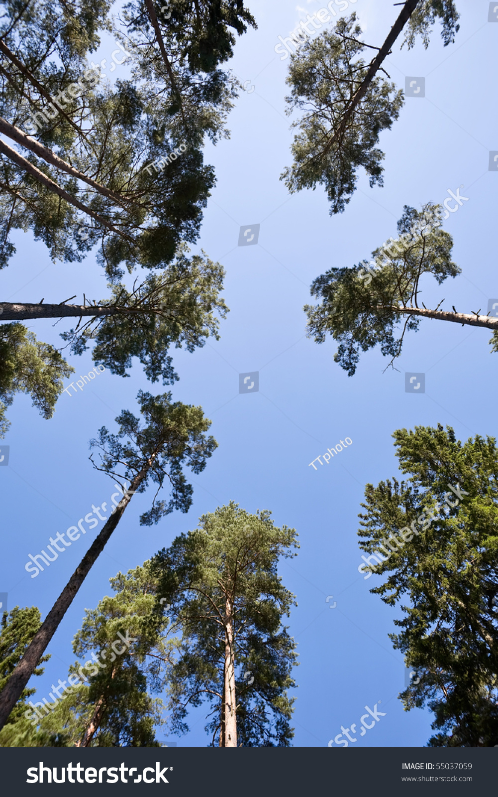 Pine trees from below against a blue sky #55037059